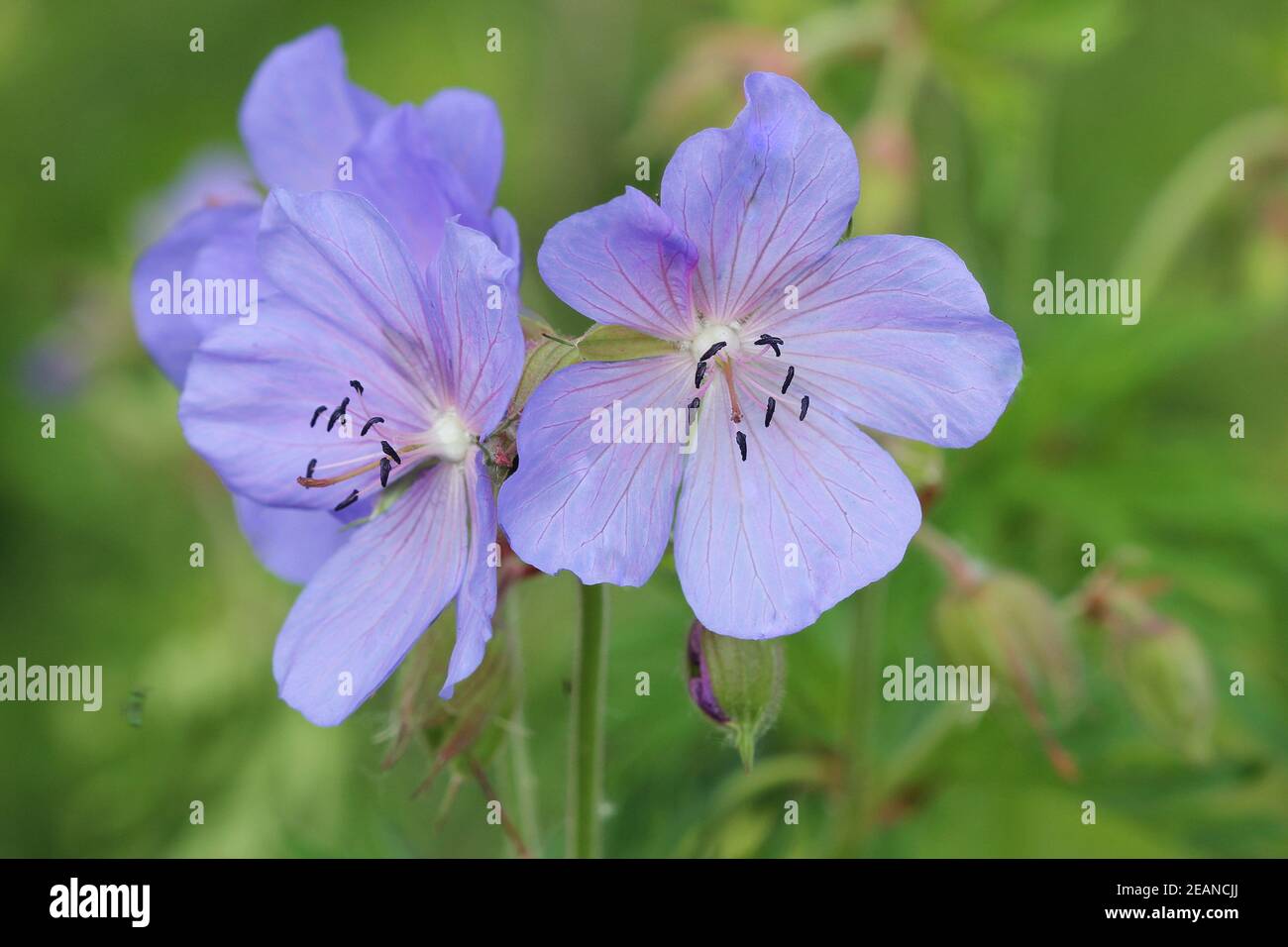 Schöne Blume von Meadow Geranium - Geranium pratense. Schöne Naturszene mit blühenden medizinischen Blumen. Heilkraut. Sommer Blume Hintergrund schöne Wiese Stockfoto
