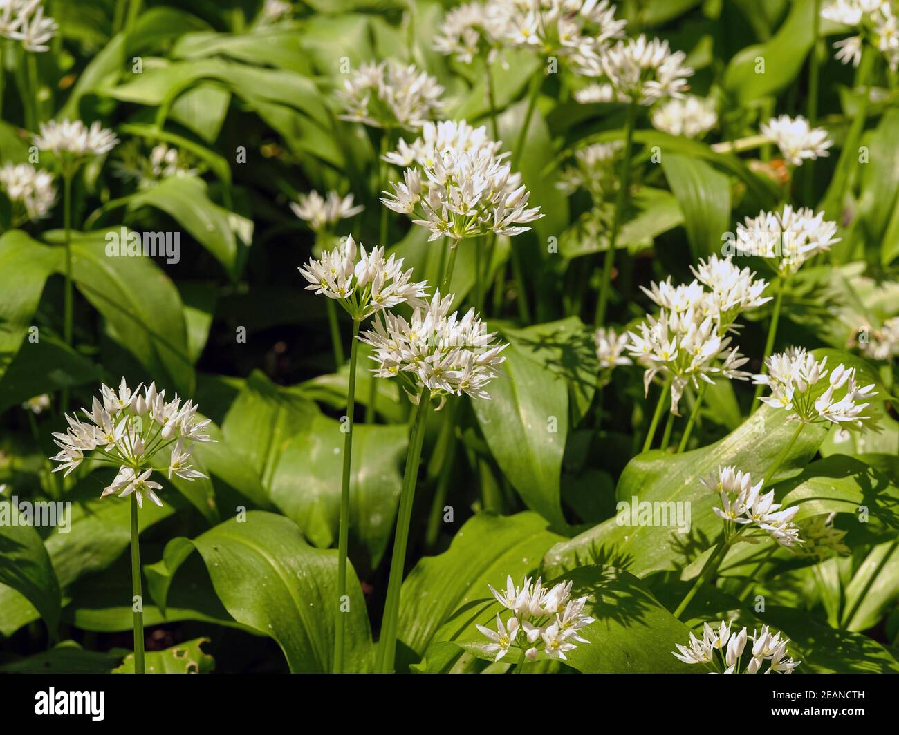 Hübsche weiße Blüten und grüne Blätter von Bärlauch Stockfoto
