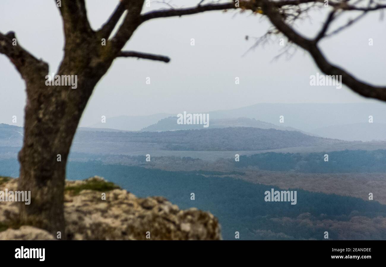 Ein alter trockener Baum auf einem Hügel. Stockfoto