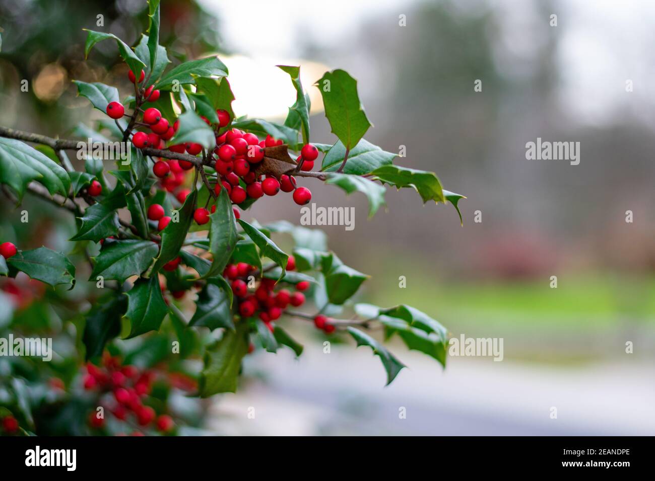 Ein Holly Leaf auf einem Bush draußen Stockfoto