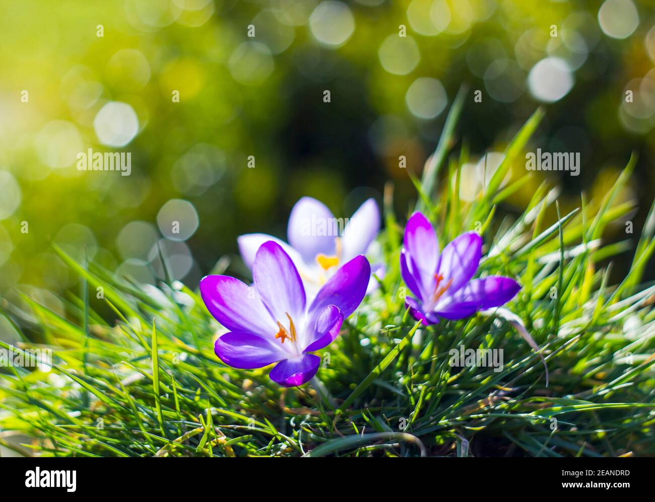 crocus - erste Frühlingsblumen Stockfoto