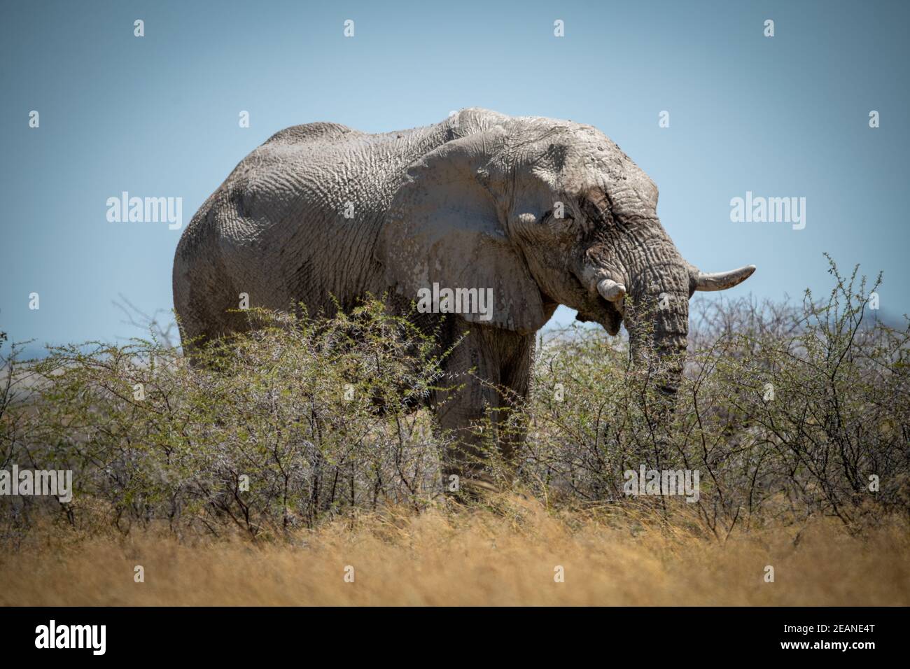 Afrikanischer Buschelefant steht, der sich auf Dornenbüschen ernährt Stockfoto