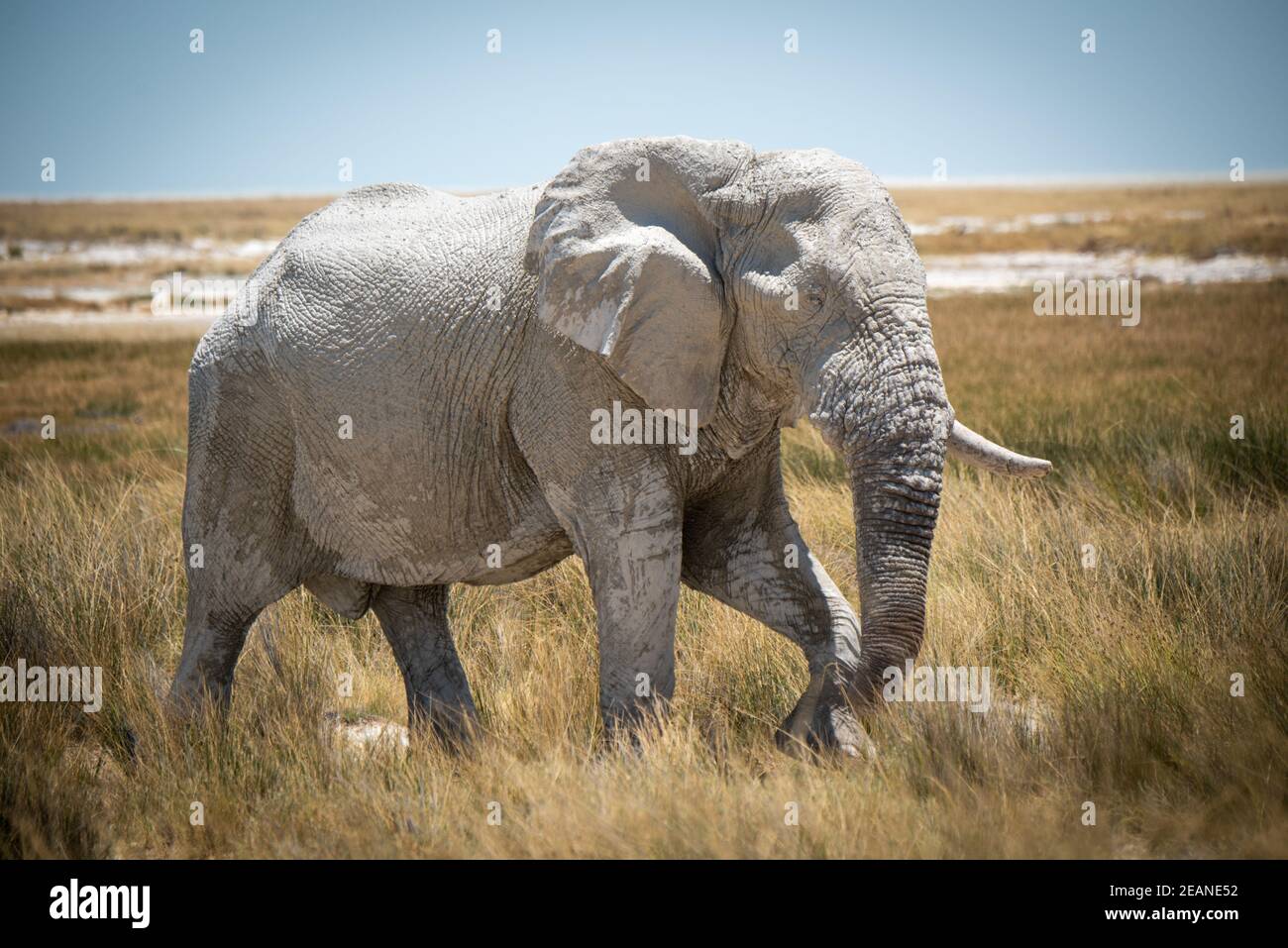 African Bush elephant Spaziergänge durch langes Gras Stockfoto