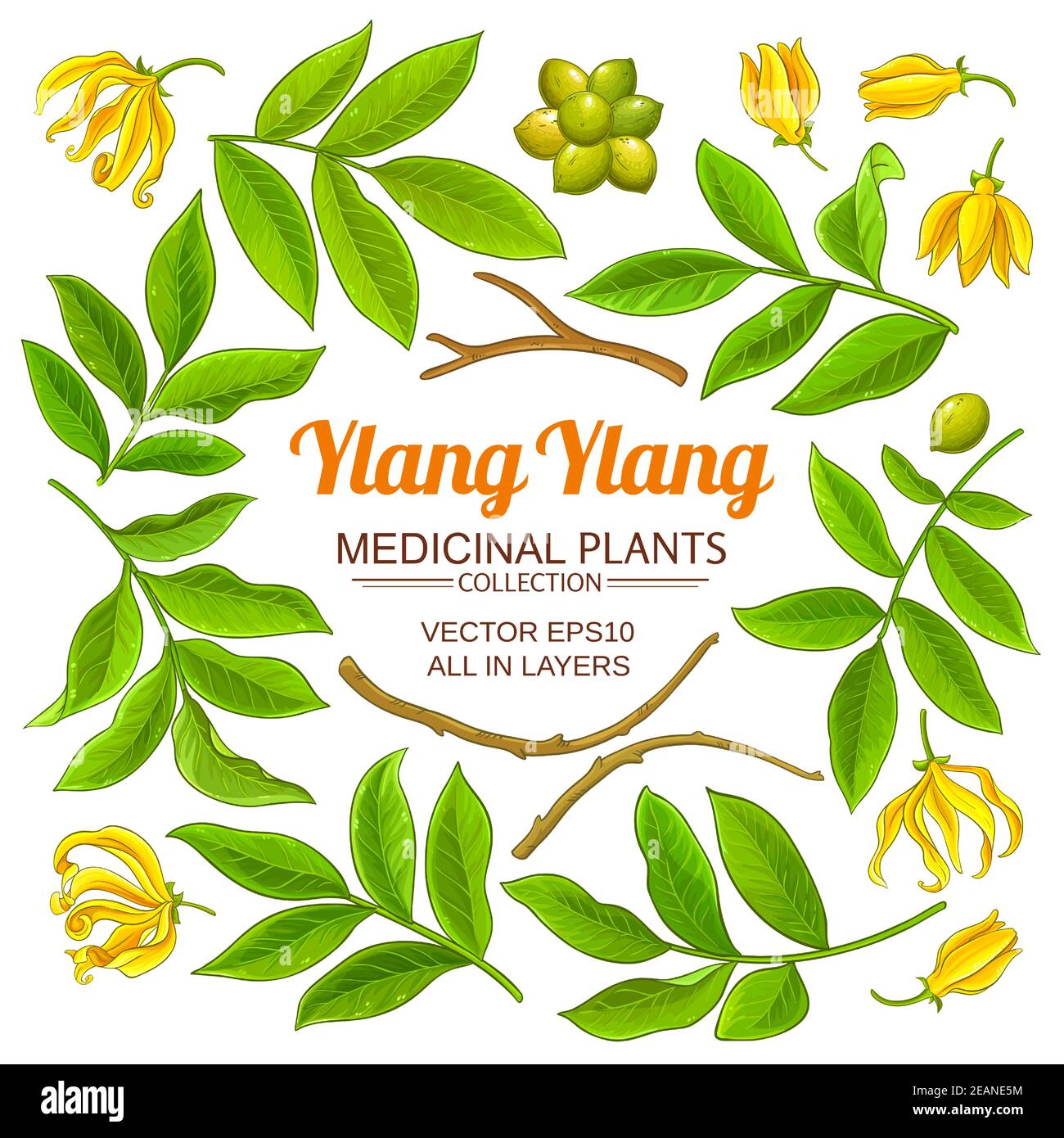 Ylang Ylang Elemente Vektorset Stock Vektor