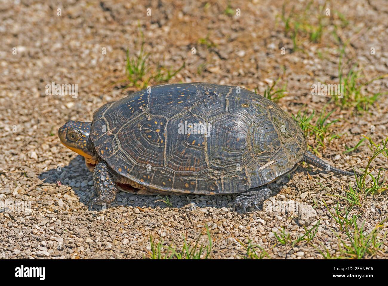 Blandings Turtle in der Nähe eines Prairie Pond Stockfoto