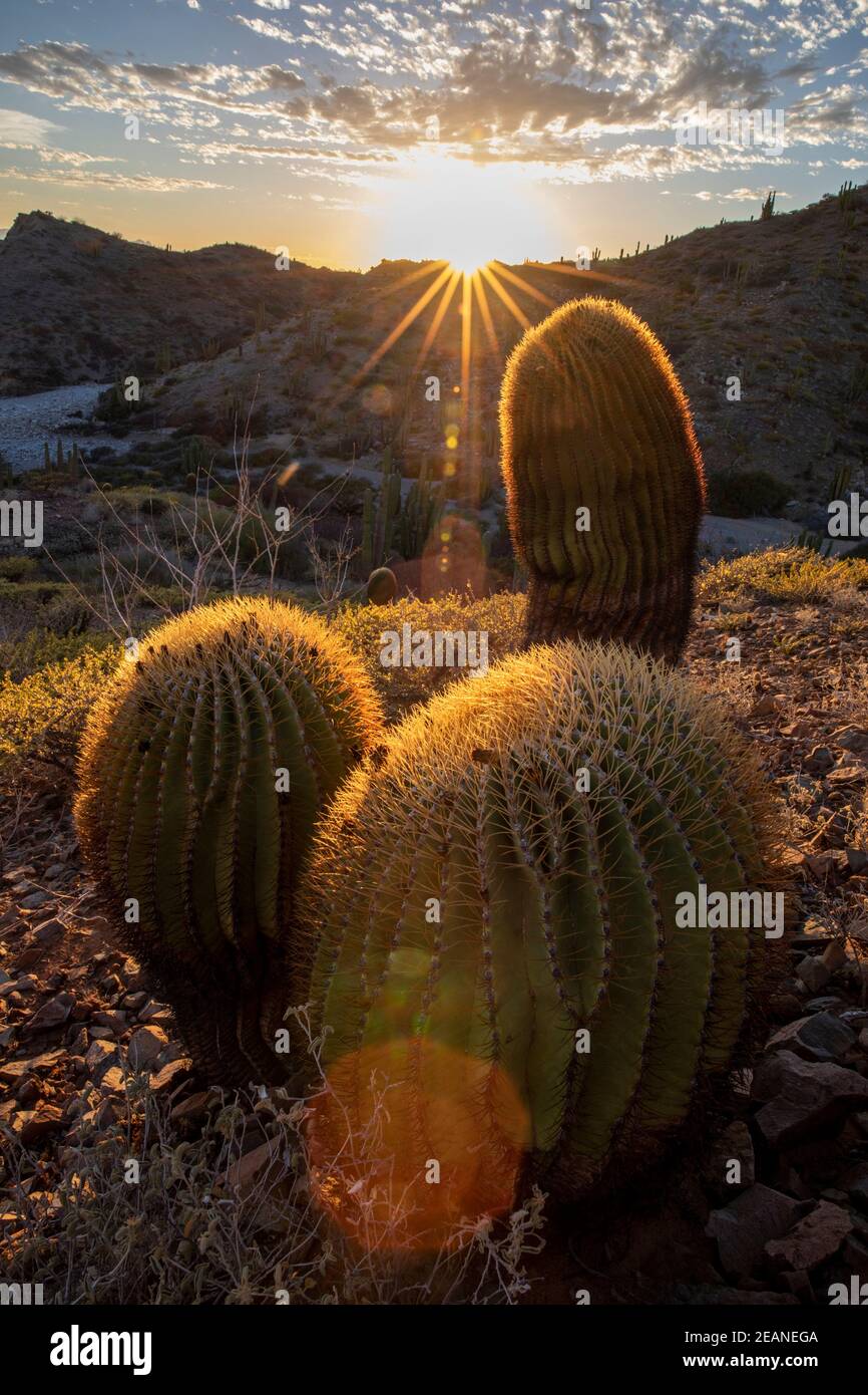 Endemischer Riesenkaktus (Ferocactus diguetii), auf Isla Santa Catalina, Baja California Sur, Mexiko, Nordamerika Stockfoto