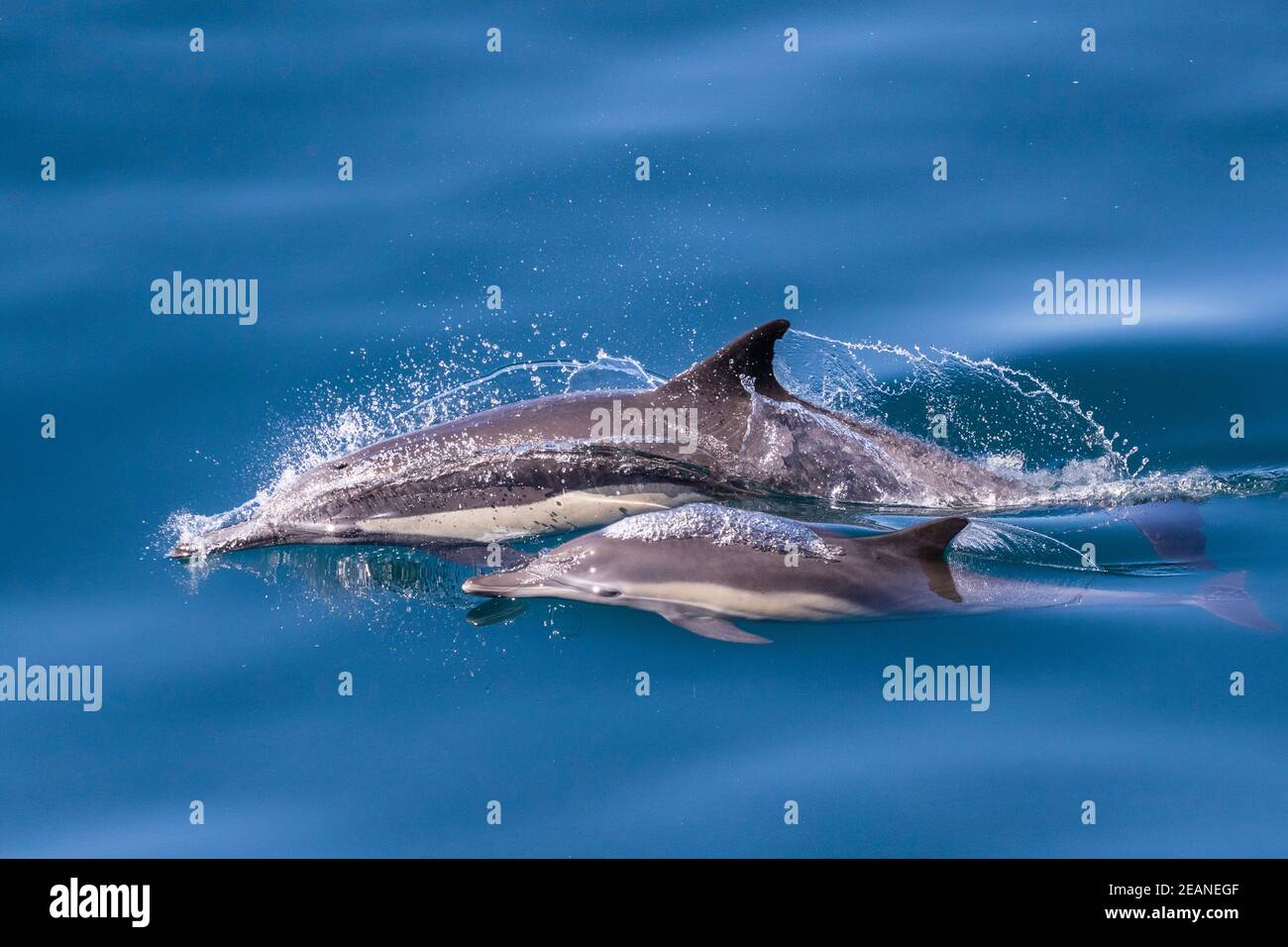 Langschnabeldelfin (Delphinus capensis), Mutter und Kalb, Los Islotes, Baja California Sur, Mexiko, Nordamerika Stockfoto