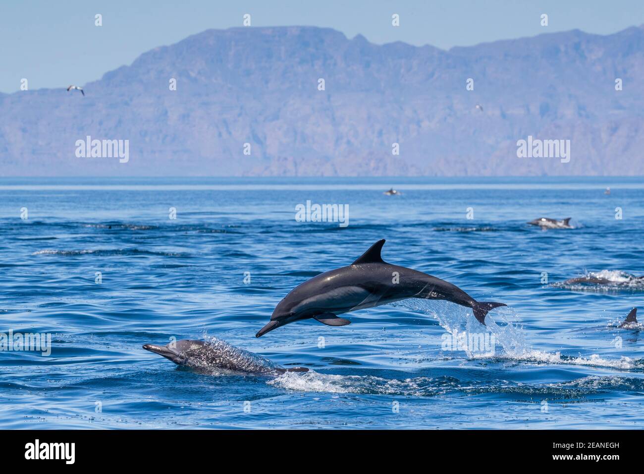 Loreto Bay National Park, Baja California Sur, Mexiko, Nordamerika Stockfoto