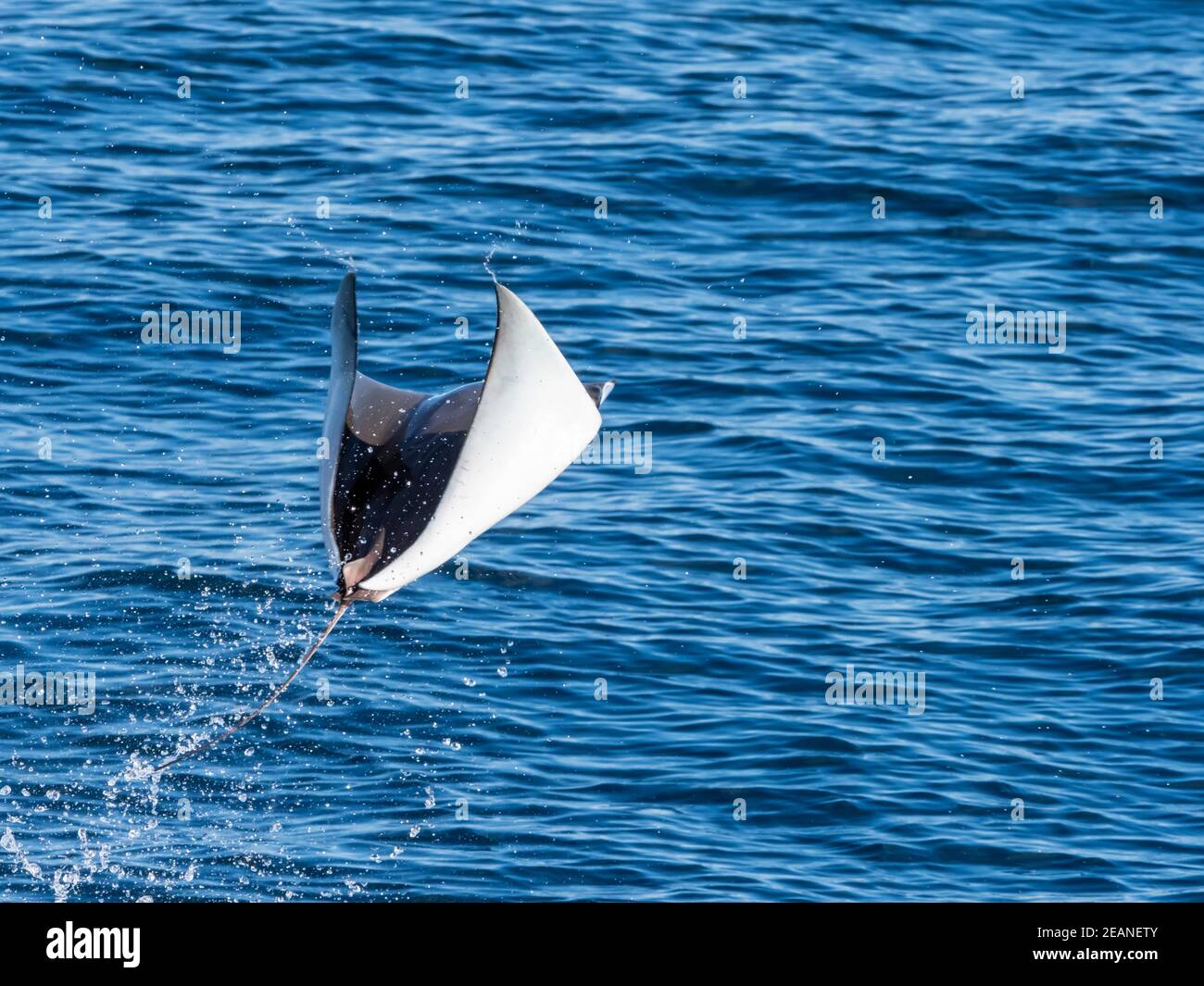 Zwergteufel-Rochen (Mobula munkiana), der in die Luft springt, Isla San Jose, Baja California Sur, Mexiko, Nordamerika Stockfoto