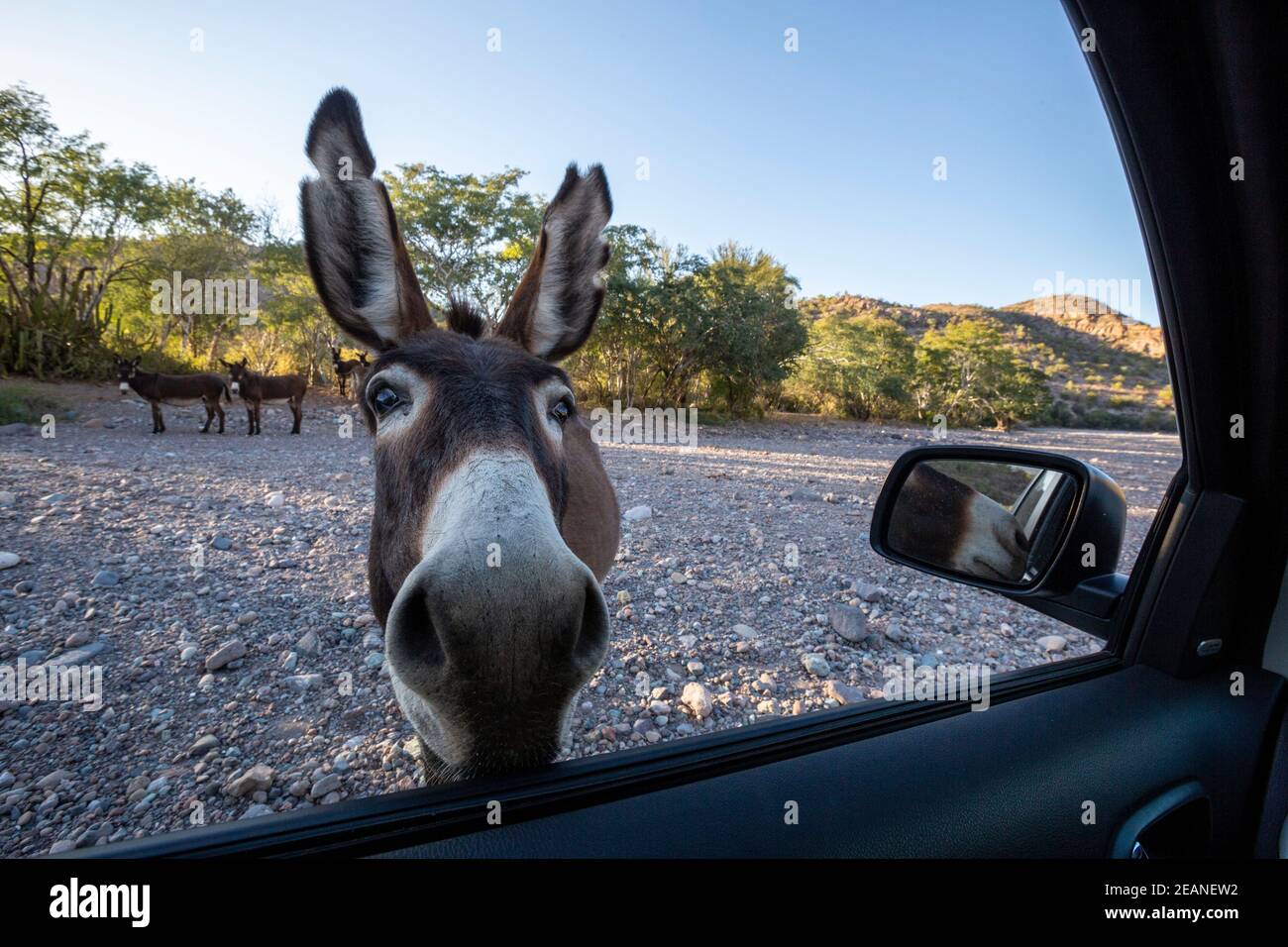 Neugieriger Burro inspiziert mein Auto am Mesquite Canyon, Sierra de la Giganta, Baja California Sur, Mexiko, Nordamerika Stockfoto
