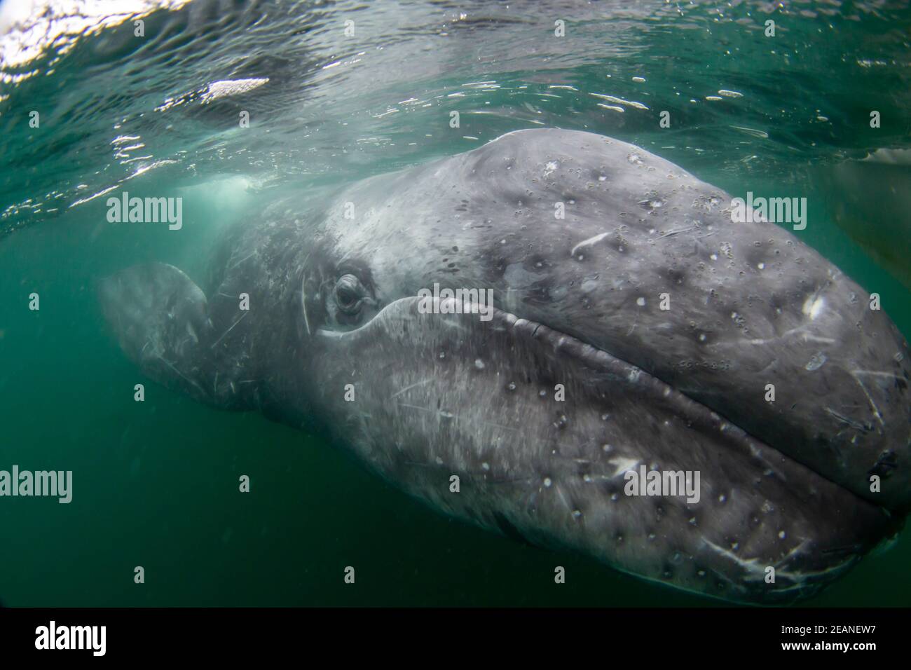 Kalifornische Grauwal Kalb (Eschrichtius robustus), Unterwasser, San Ignacio Lagune, Baja California Sur, Mexiko, Nordamerika Stockfoto