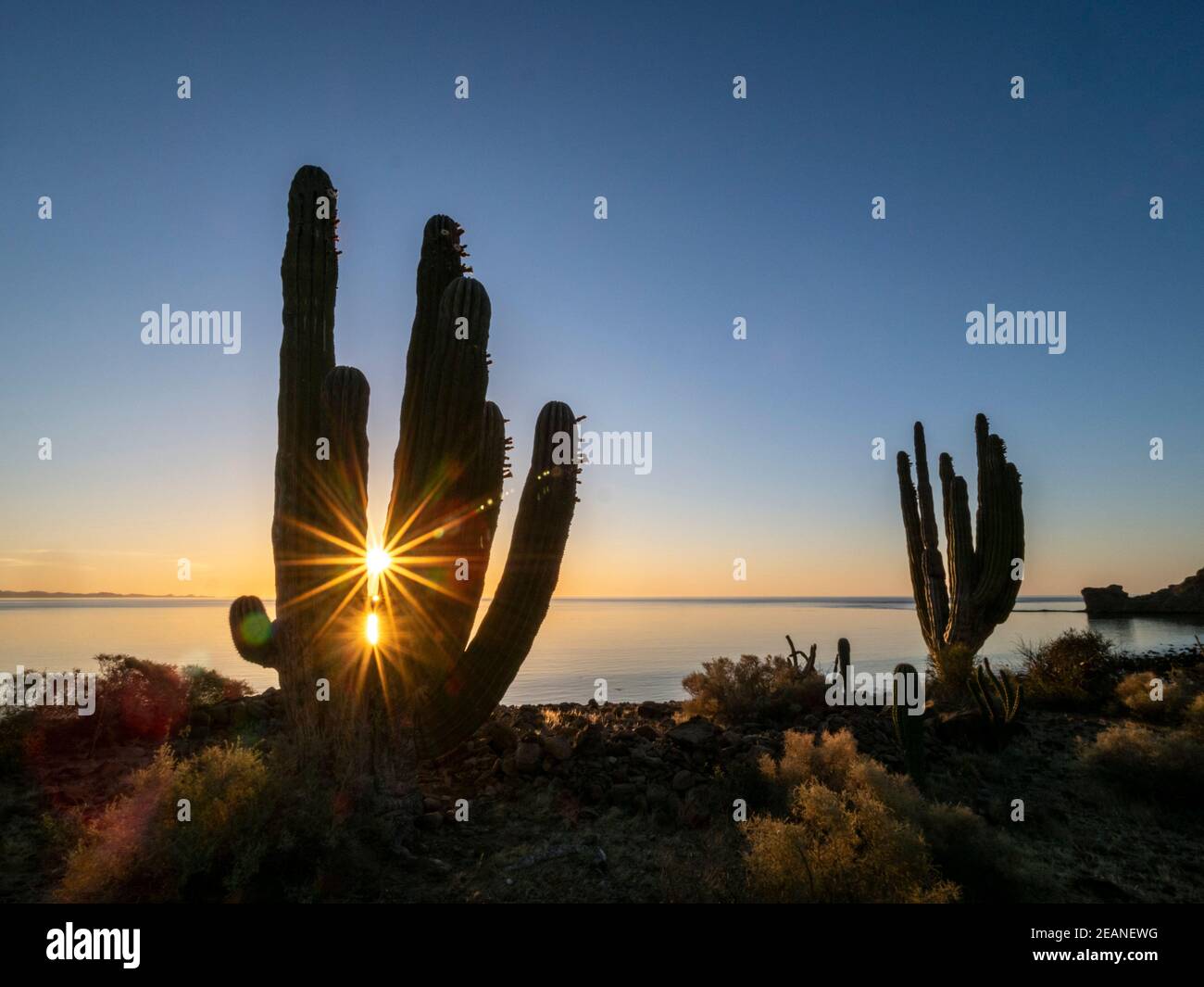 Sonnenaufgang auf mexikanischer Riesenkarton (Pachycereus pringlei), Isla San Esteban, Baja California, Mexiko, Nordamerika Stockfoto