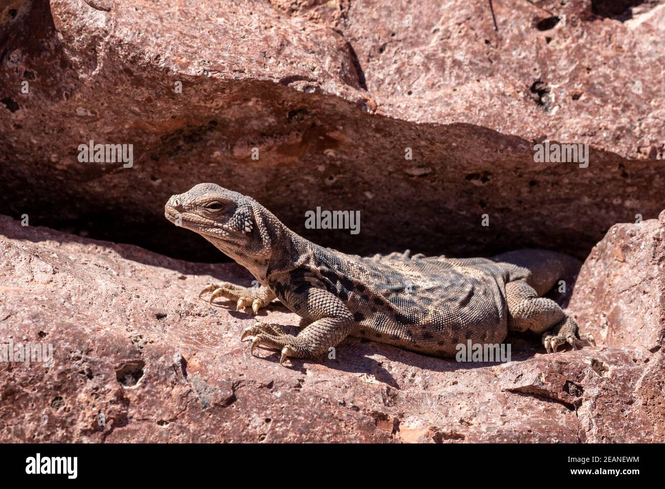 Erwachsene nördliche Chuckwalla (Sauromalus obesus), Bahia Dispensa, Isla Espiritu Santo, Baja California Sur, Mexiko, Nordamerika Stockfoto