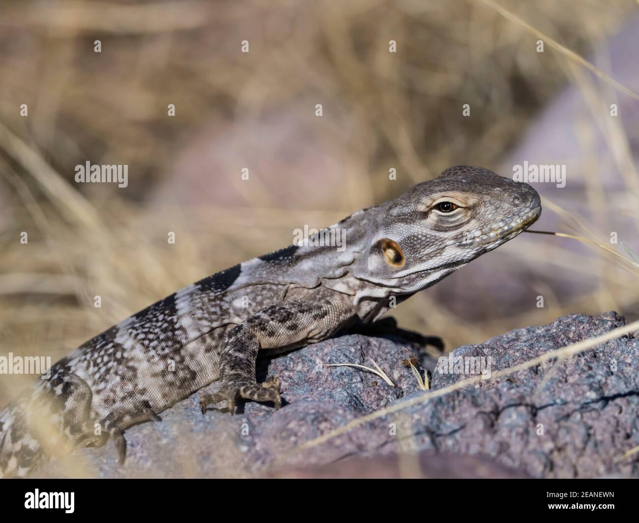 Erwachsenes Weibchen San Esteban Stachelschwanziguana (Ctenosaura auffalluosa), endemisch auf Isla San Esteban, Baja California, Mexiko, Nordamerika Stockfoto