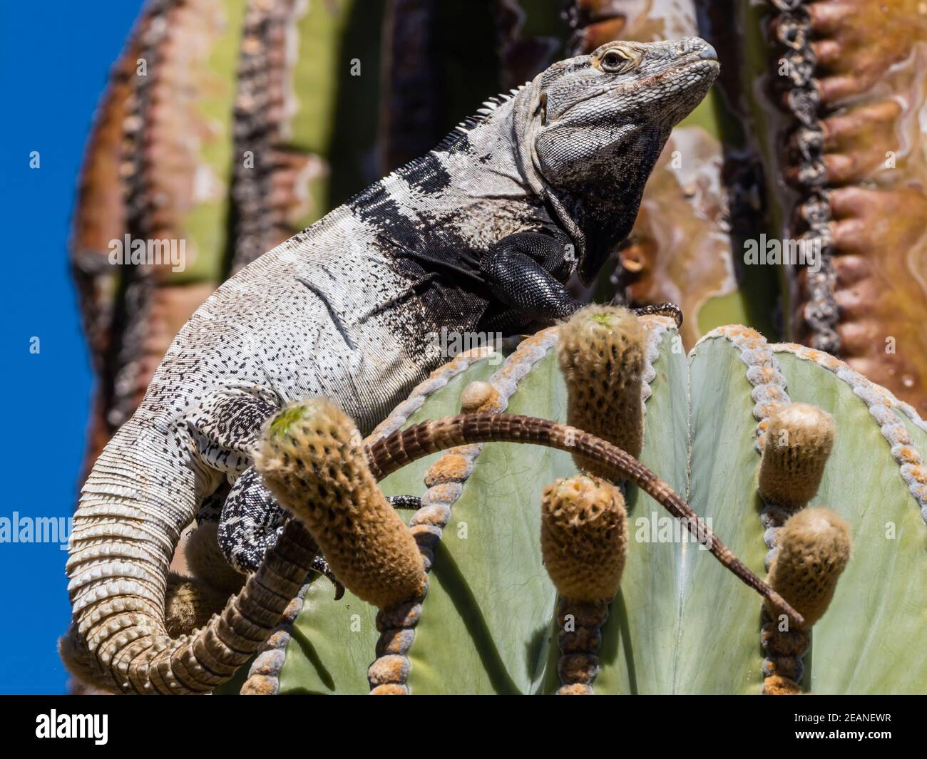 Erwachsener Männchen San Esteban Stachelschwanziguana (Ctenosaura auffalluosa), endemisch auf Isla San Esteban, Baja California, Mexiko, Nordamerika Stockfoto