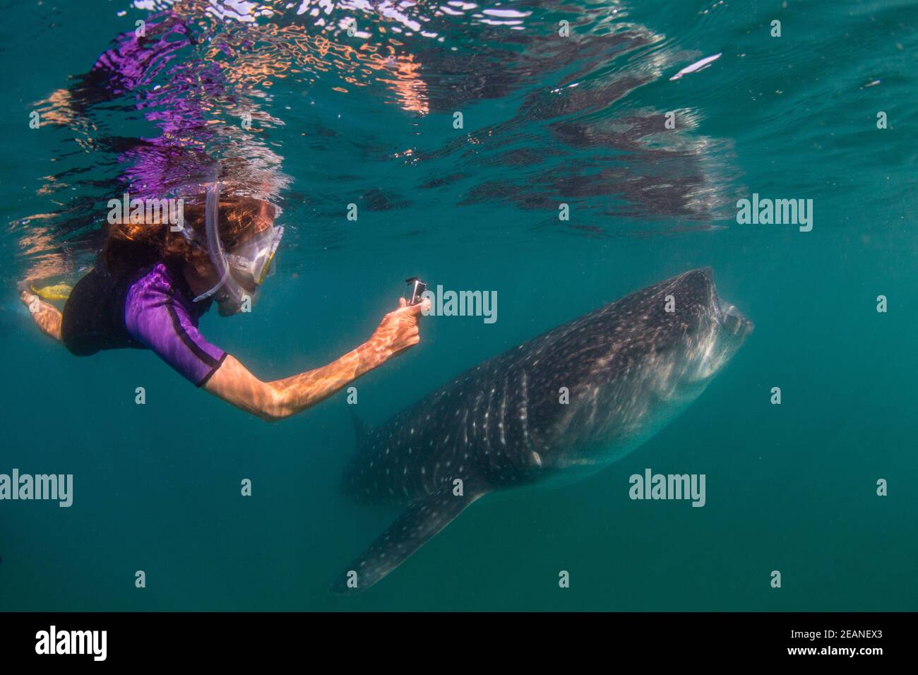 Junger Walhai (Rhincodon typus), Filterfütterung bei Schnorchler in El Mogote, Baja California Sur, Mexiko, Nordamerika Stockfoto