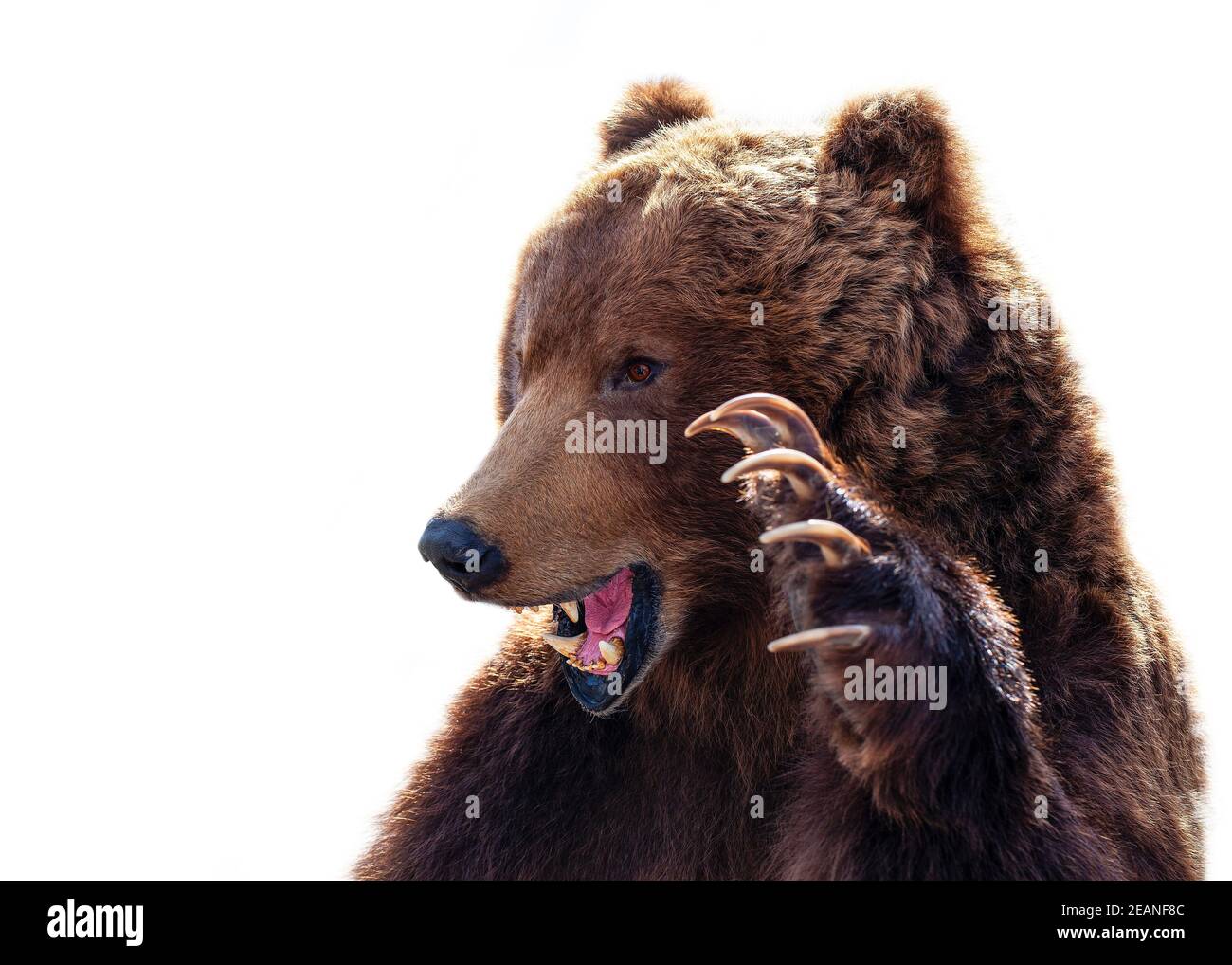 Die Präparation eines Kamtschatka Braunbären auf weißem Hintergrund Stockfoto