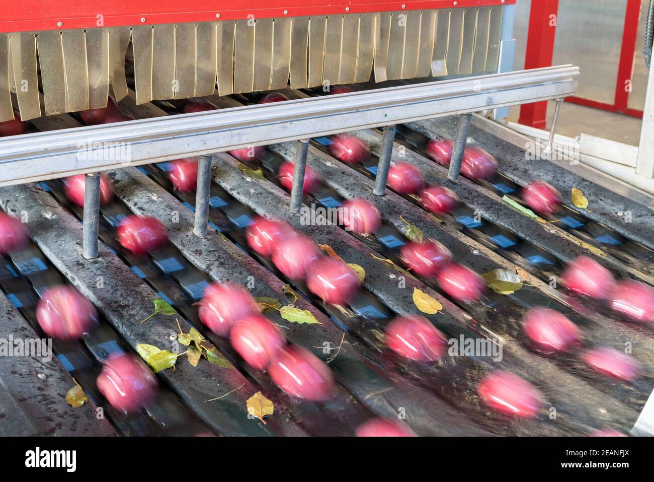 Verschwommene Bewegung von Äpfeln, die nach dem Waschvorgang auf dem Förderband fließen, Valtellina, Provinz Sondrio, Lombardei, Italien, Europa Stockfoto