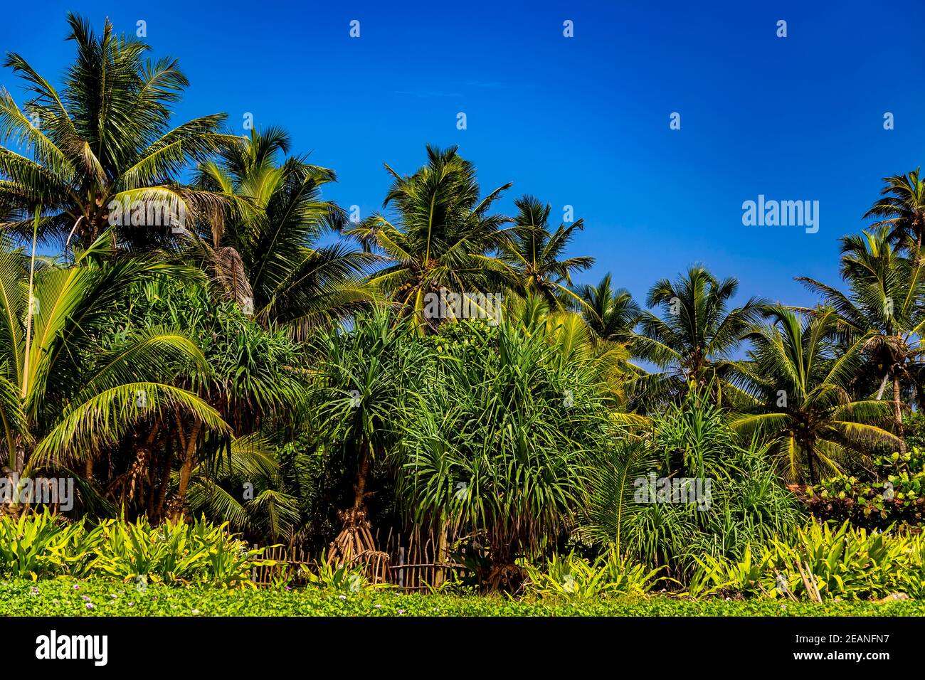 Blick auf Palmen unter dem blauen Himmel Stockfoto