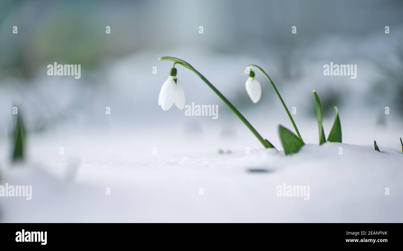 Panoramablick auf Frühling Blumen im Park Stockfoto