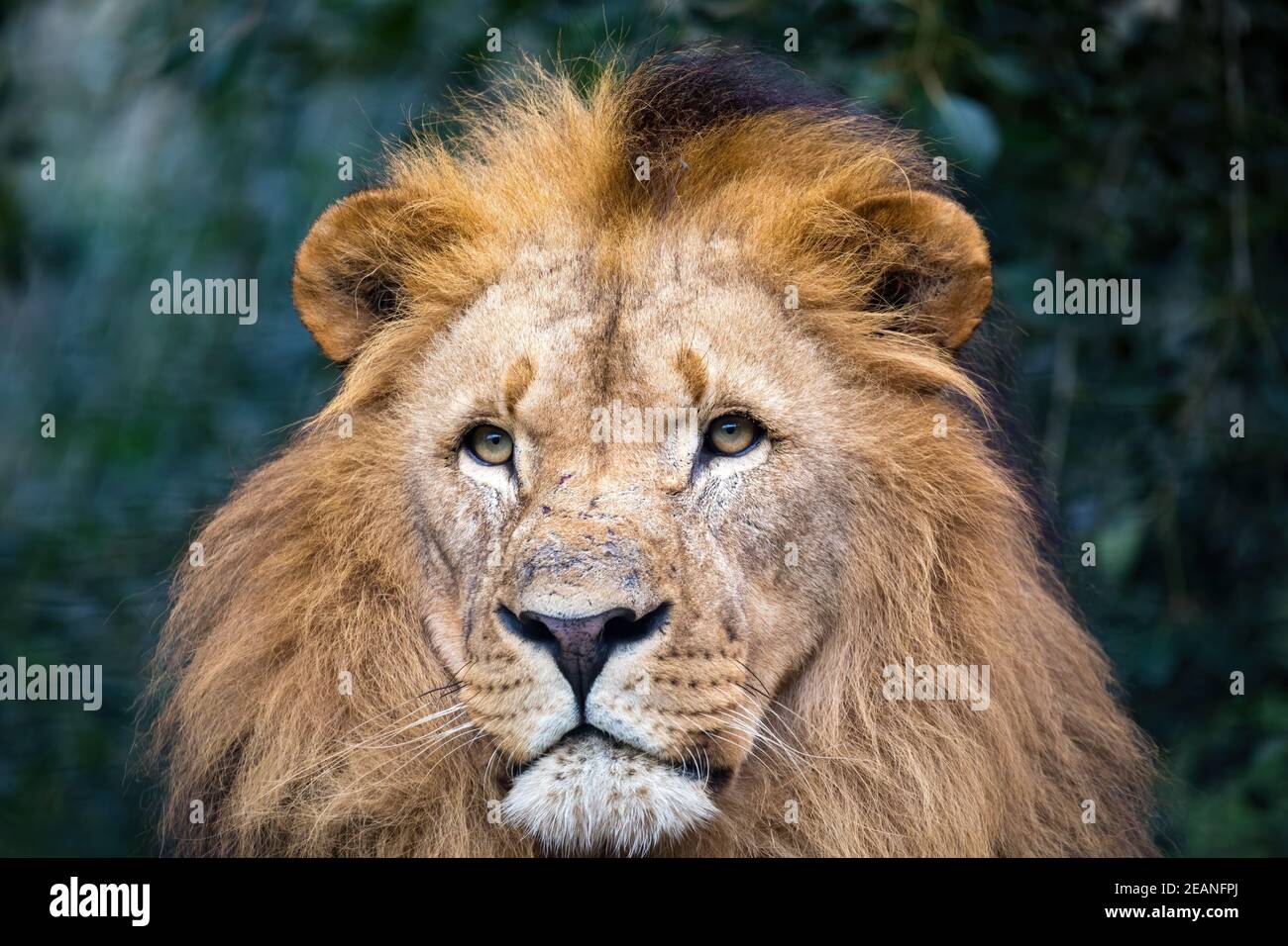 Südwestafrikanischer Löwe oder Katanga Löwe Stockfoto