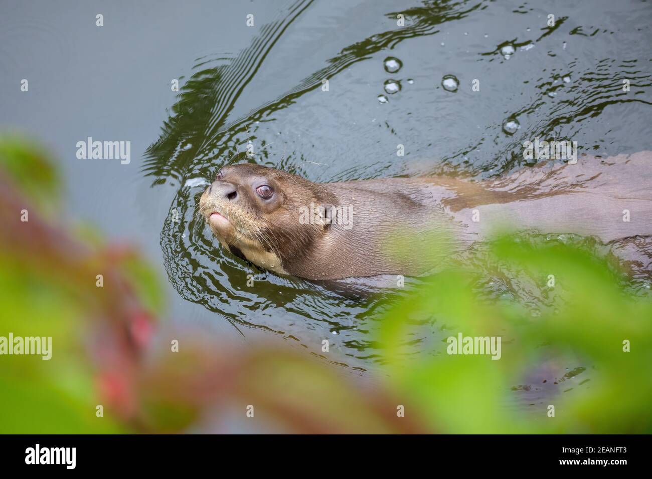 Giant Otter - Pteronura brasiliensis, Süßwasser Fleischfresser Stockfoto