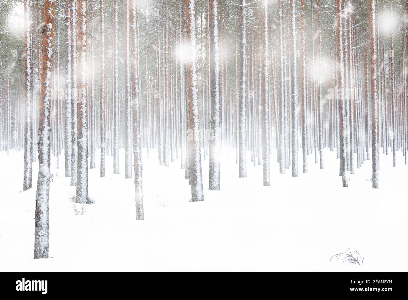 Weiße Schneeflocken fallen auf gefrorene Baumstämme im Arktischen Wald, Lappland, Finnland, Europa Stockfoto