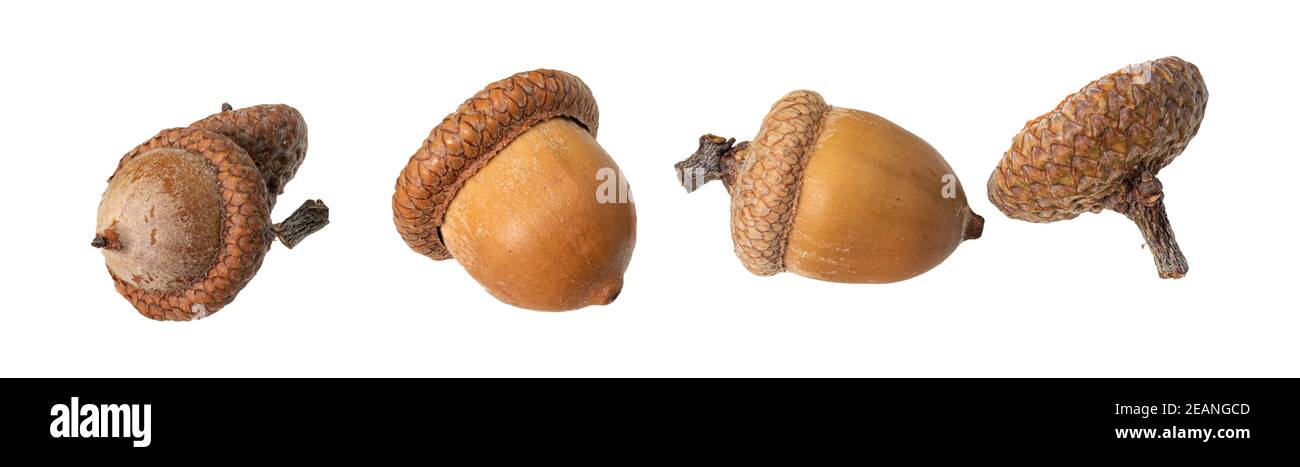 acorn Nüsse als Grenze vor einem weißen Hintergrund Stockfoto
