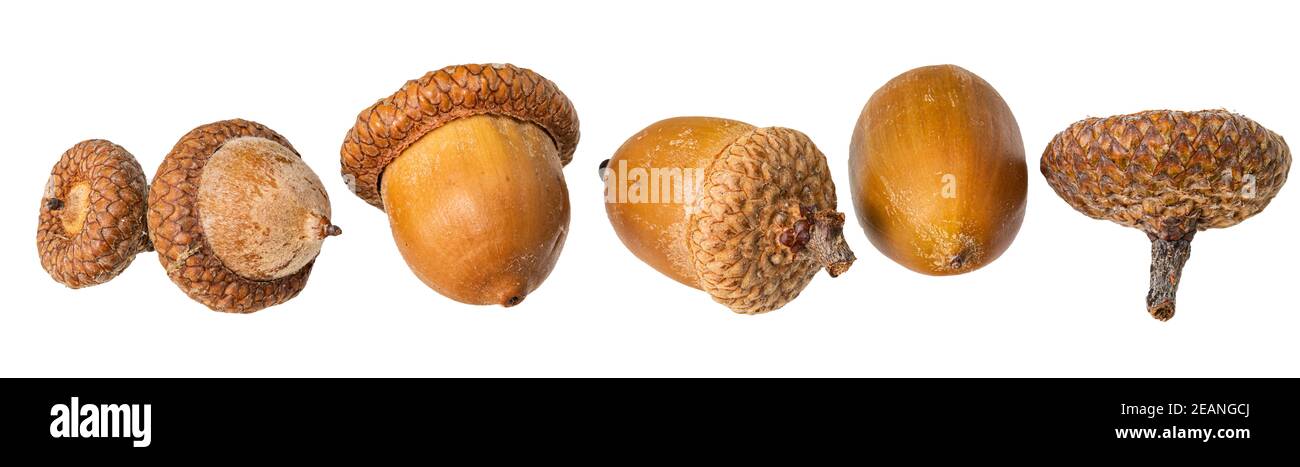 acorn Nüsse als Grenze vor einem weißen Hintergrund Stockfoto