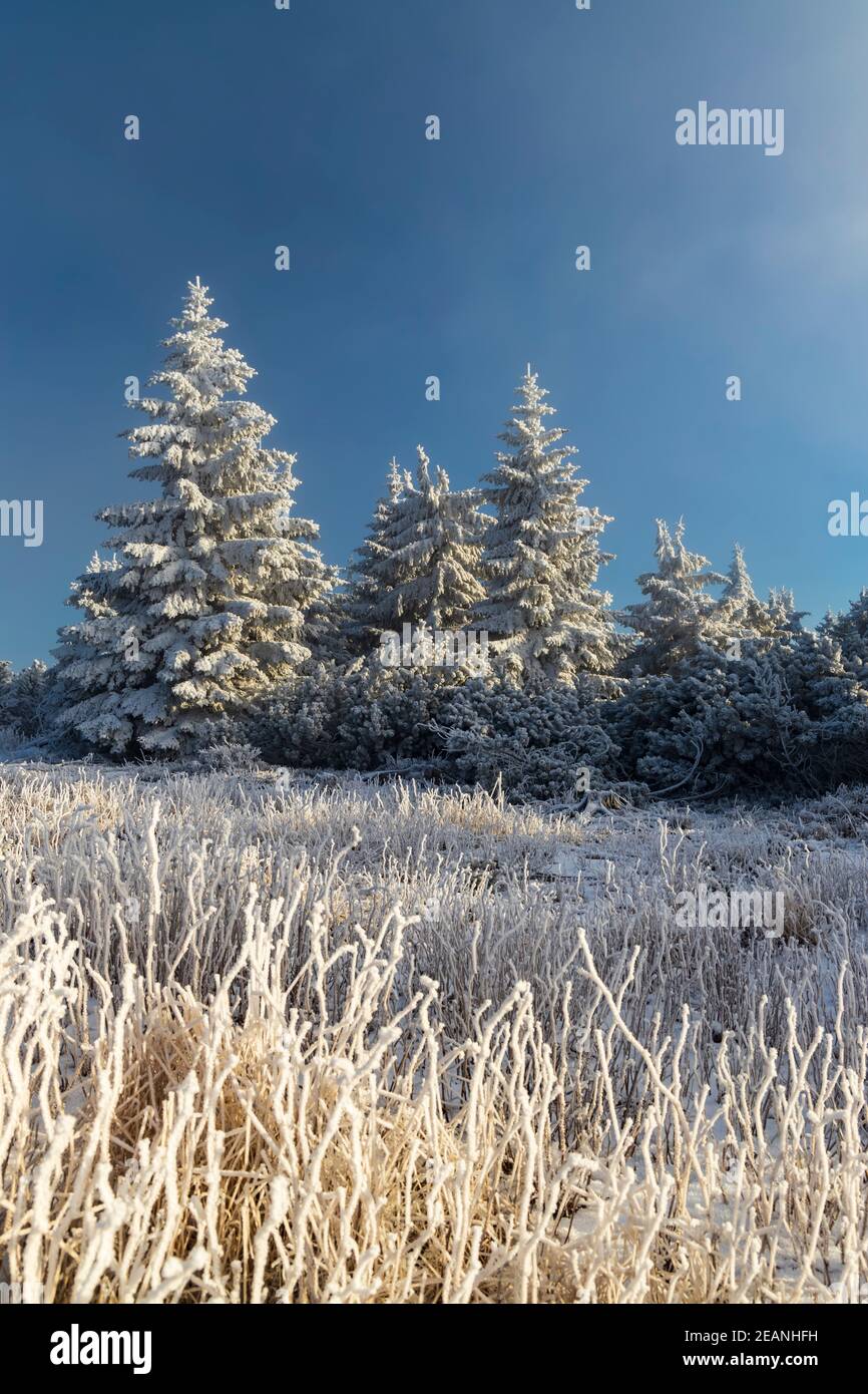 Winterlandschaft in der Nähe von Velka Destna, Orlicke Berge, Ostböhmen, Tschechien Stockfoto