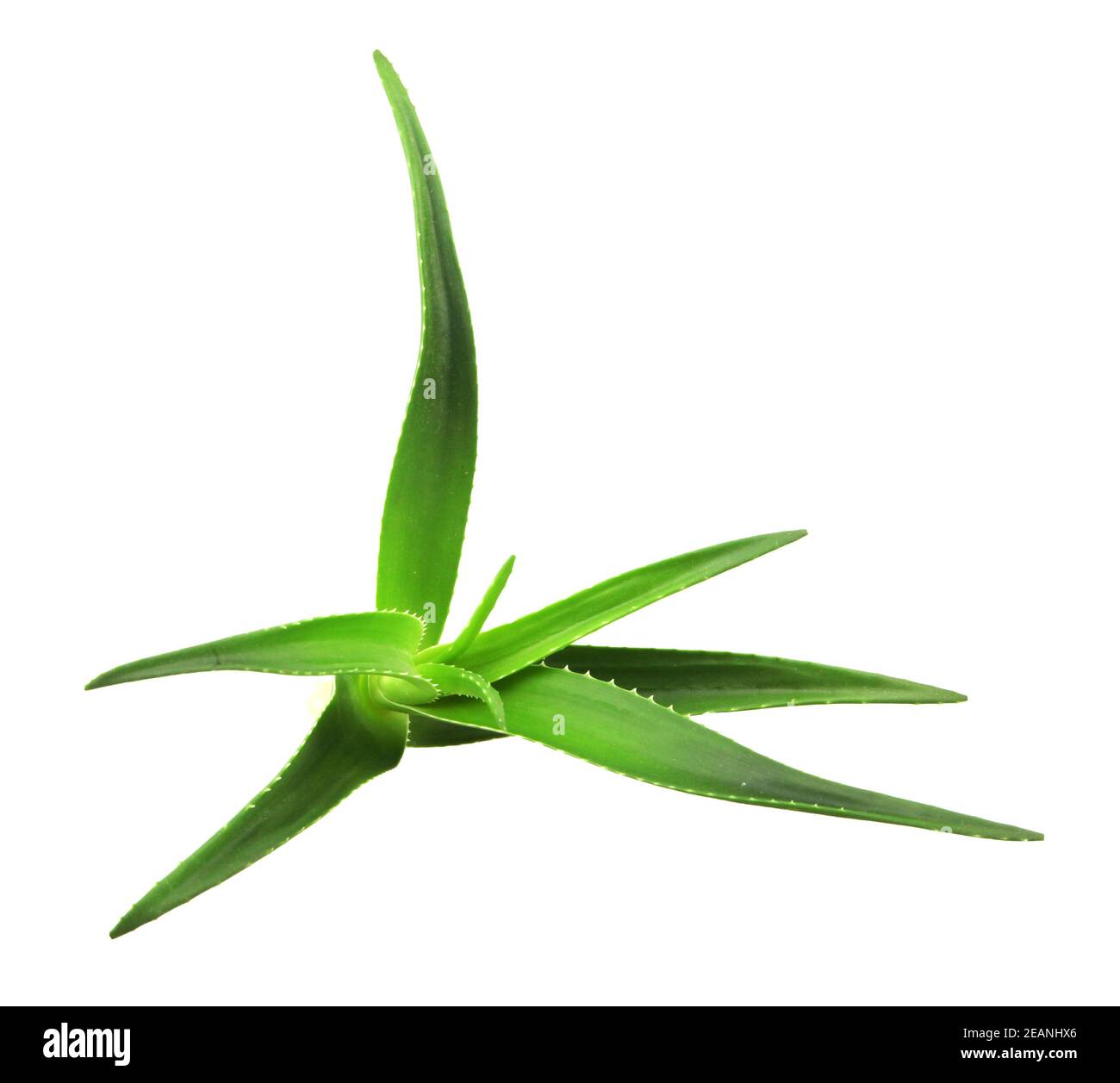Gattung aloe -Fotos und -Bildmaterial in hoher Auflsung  Alamy