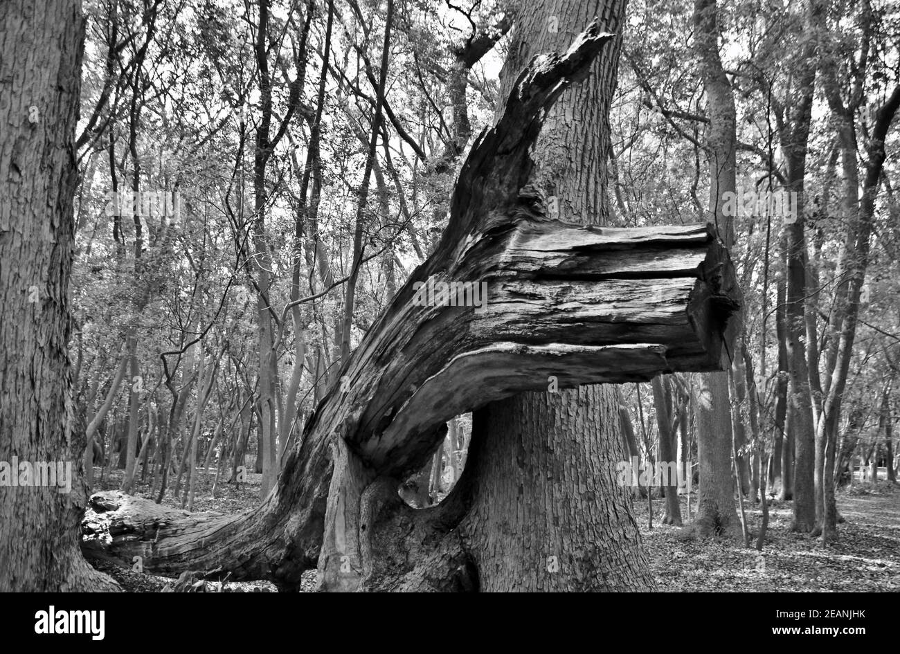 Nahaufnahme von großen Bäumen im Wald in schwarz Und weiß Stockfoto