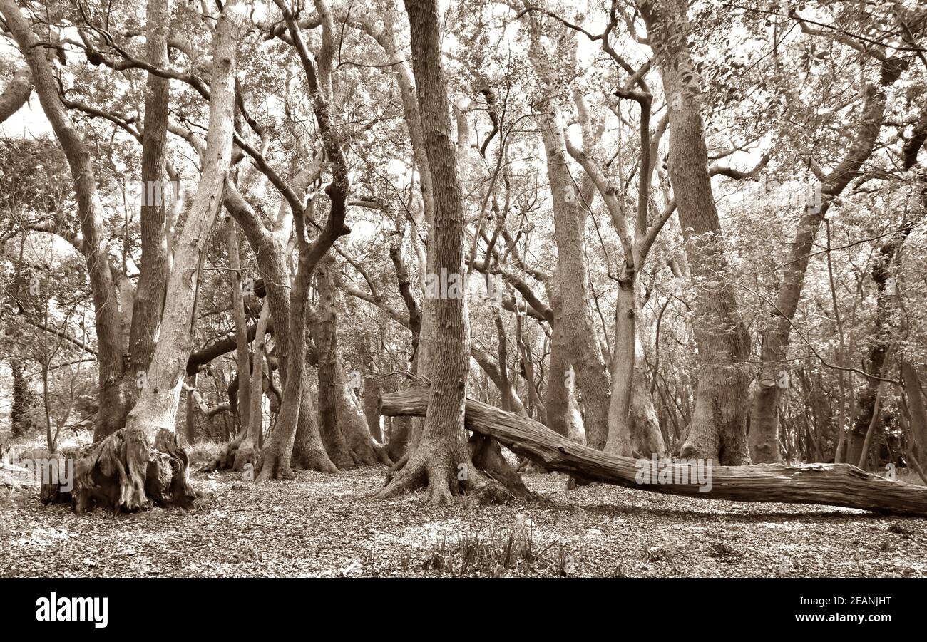 Nahaufnahme von großen Bäumen im Wald in Sepia Stockfoto