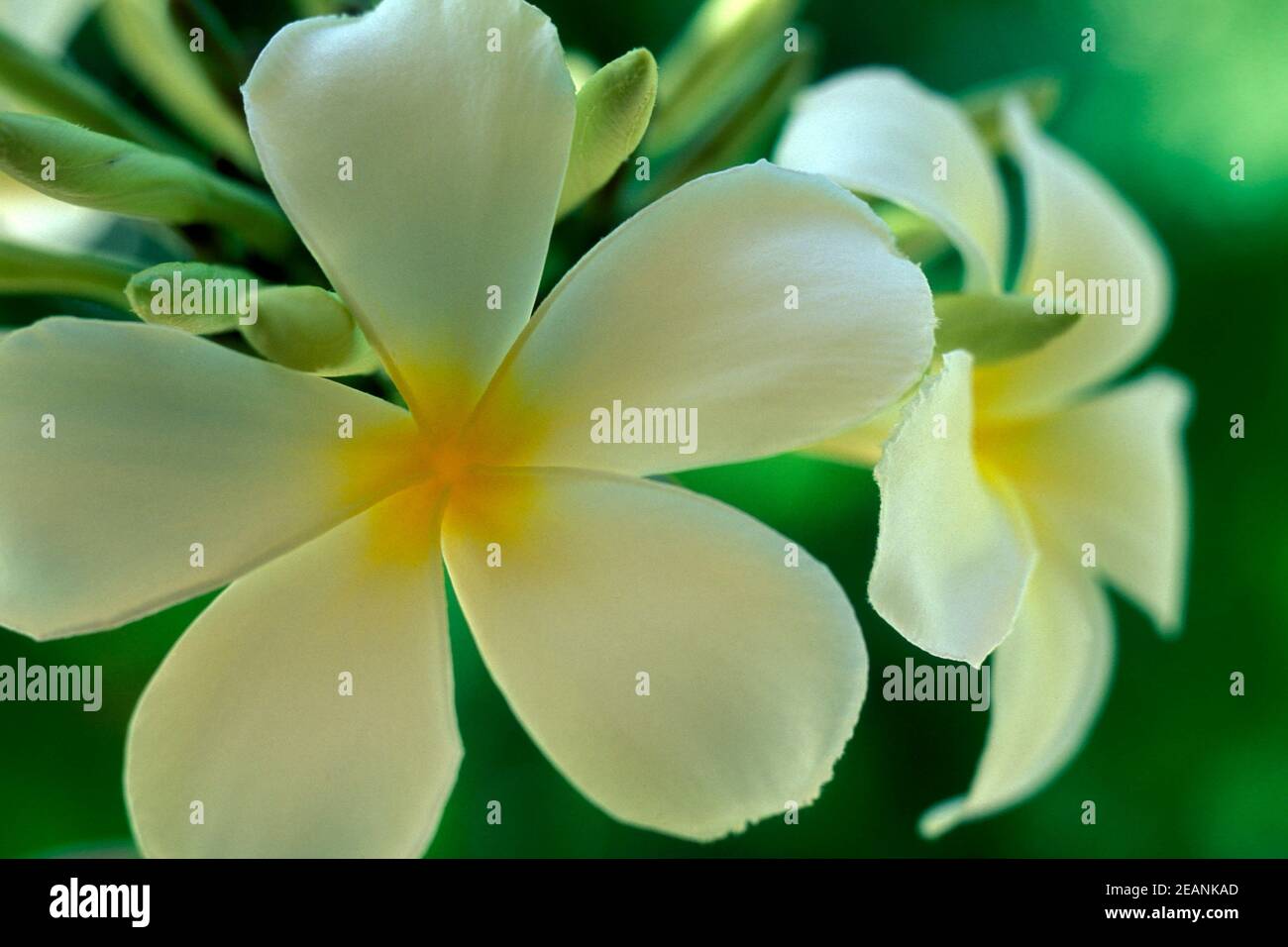 THAILAND KRABI TROPISCHE BLUME Stockfoto