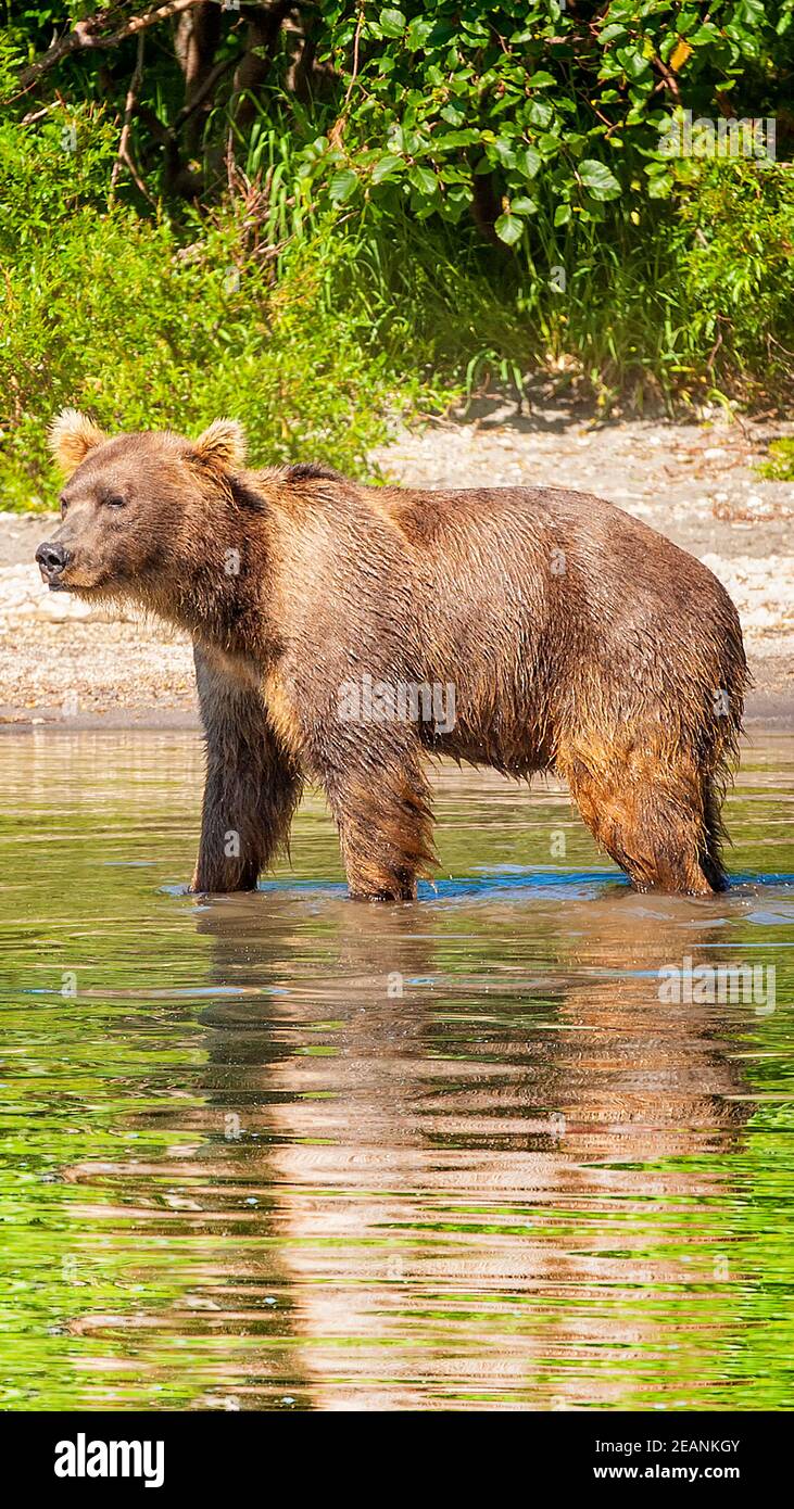 Kamtschatka Braunbär auf dem See Stockfoto