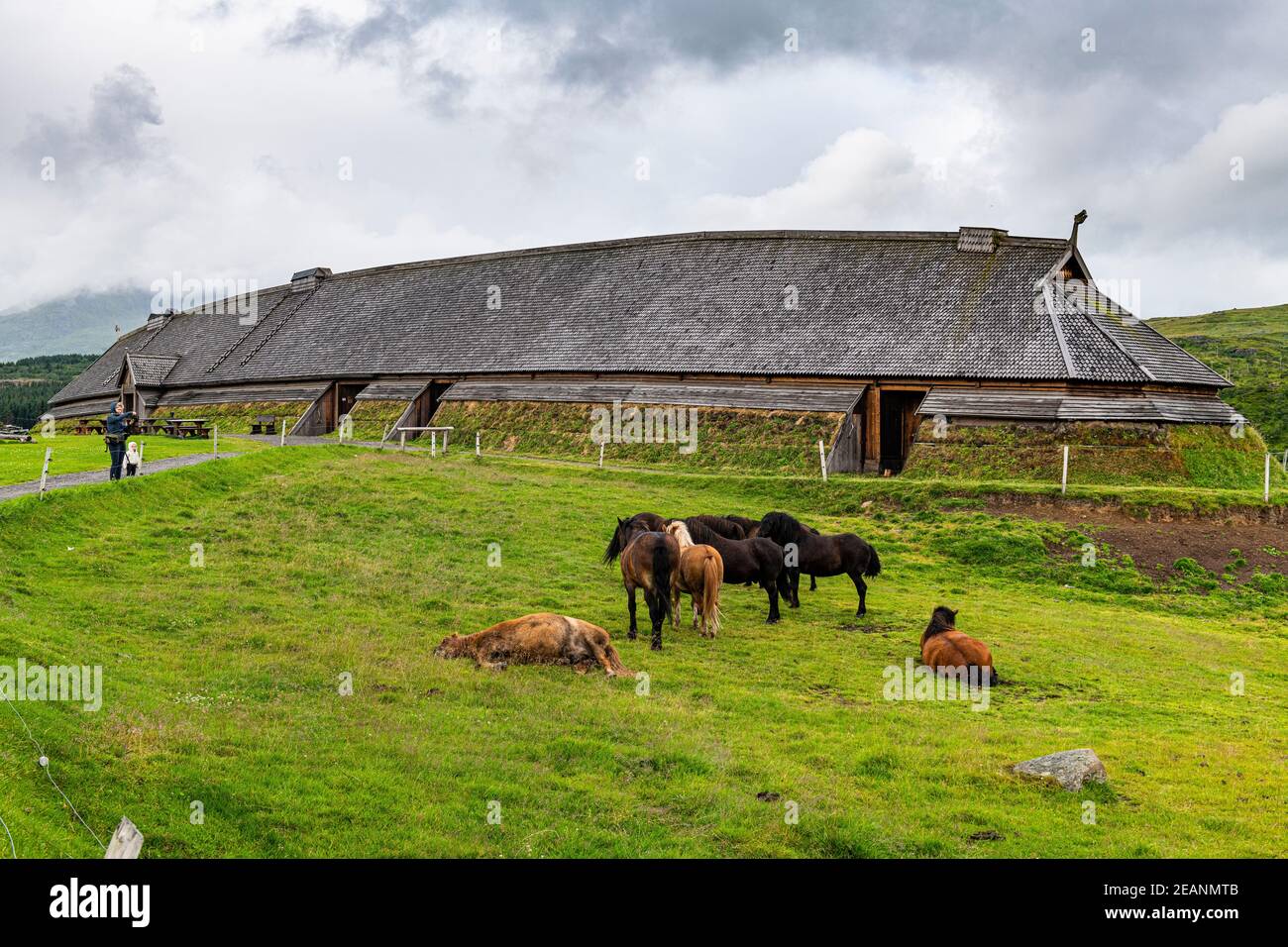 Pferde grasen vor dem rekonstruierten Langhaus im Lofotr Viking Museum, Vestvavoy, Lofoten, Nordland, Norwegen, Skandinavien, Europa Stockfoto