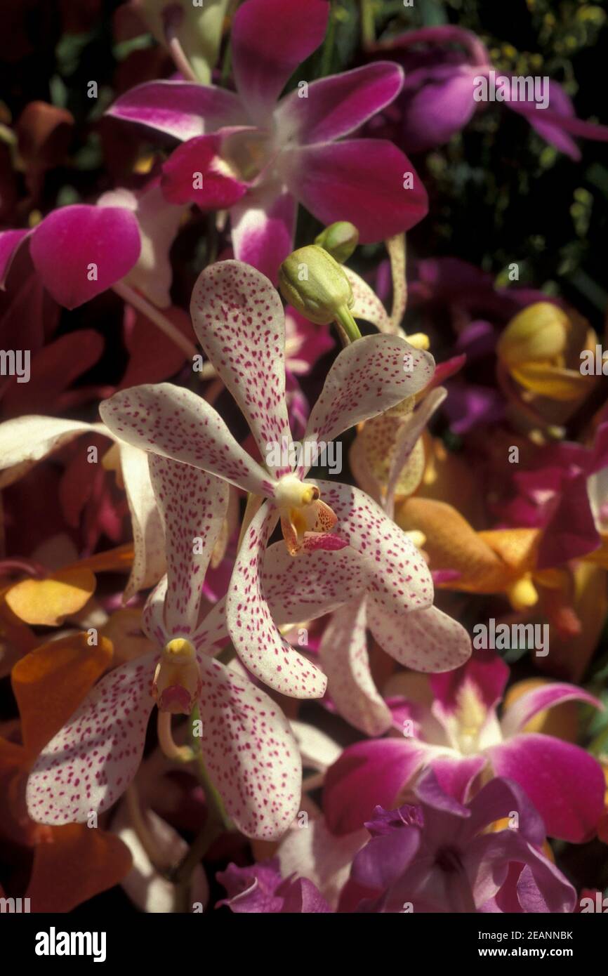 THAILAND KRABI TROPISCHE BLUME Stockfoto