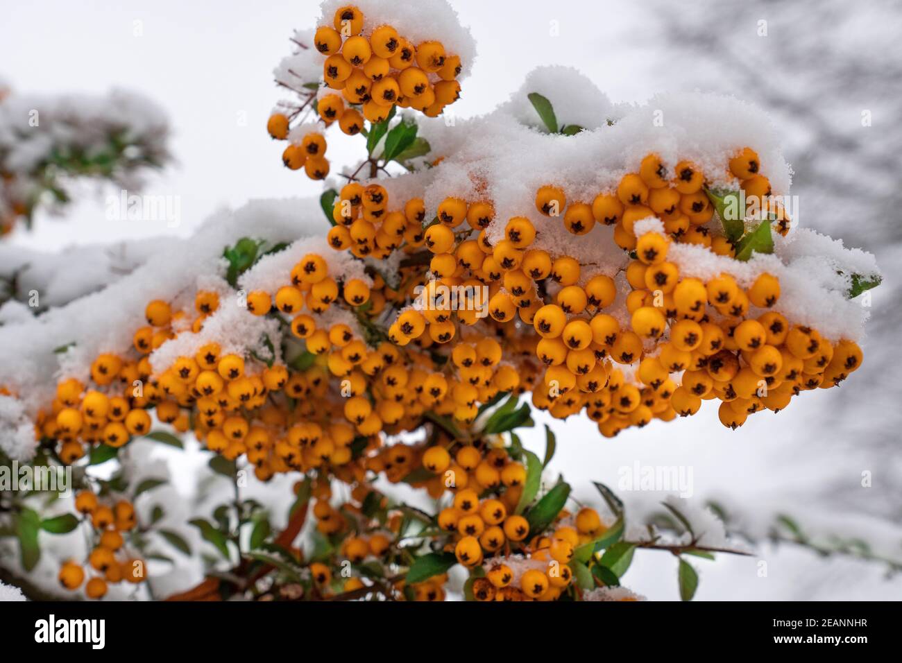 Schneebedecktes firethorn mit Orangenbeeren Stockfoto