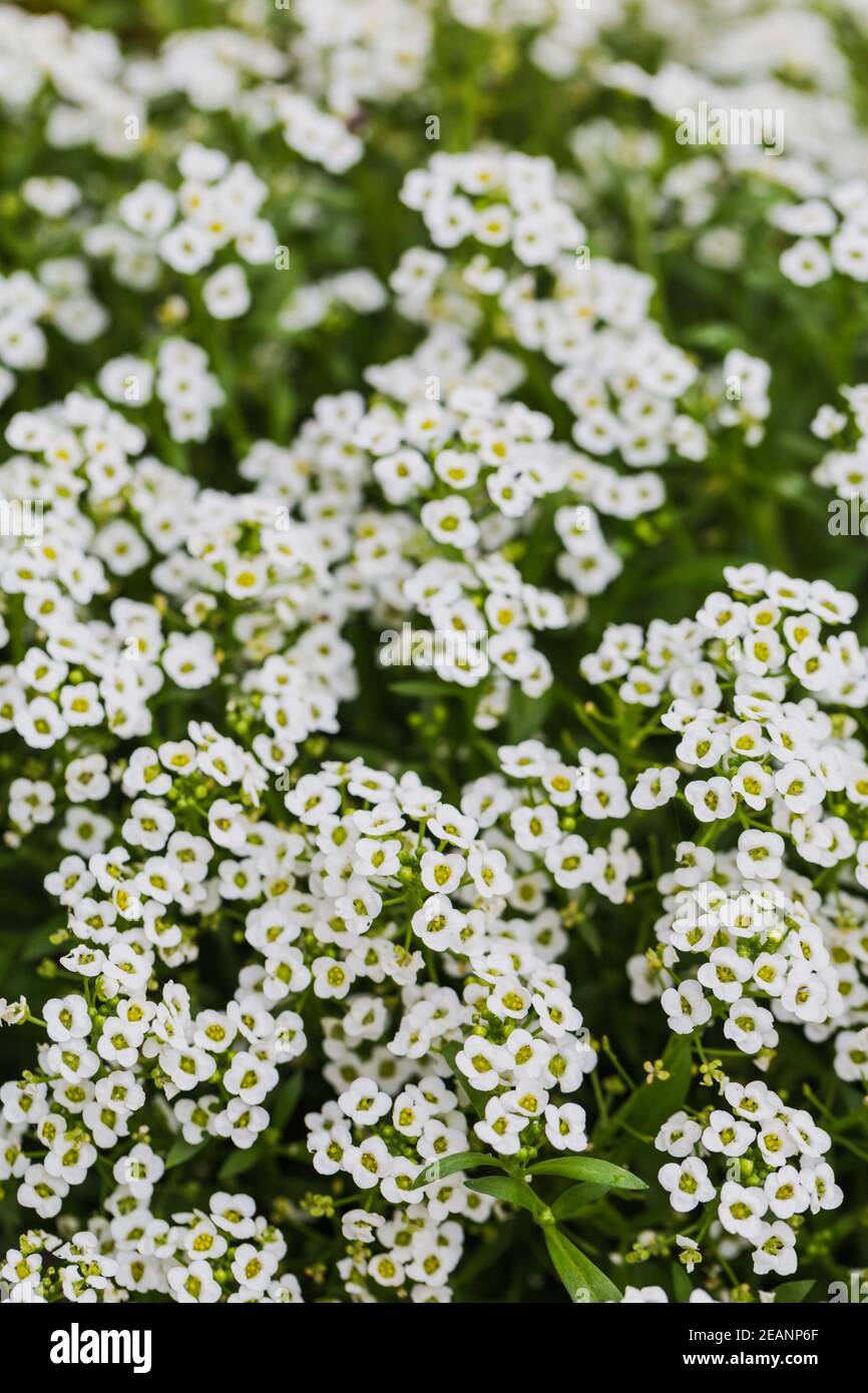 Weiße niedliche Blumen Hintergrund. Schöne weiße Blumen im Garten Stockfoto