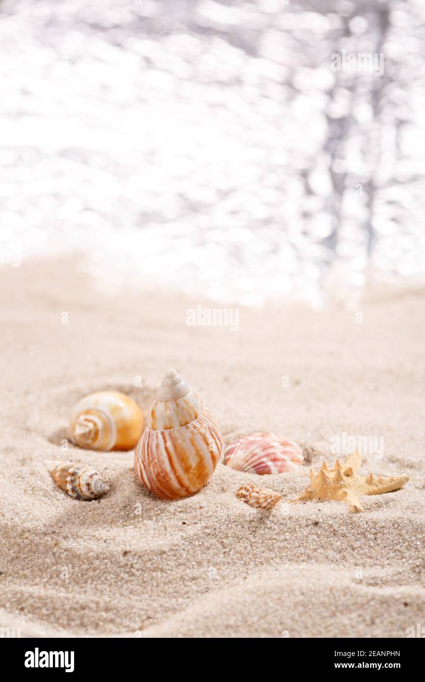 Muscheln an einer tropischen Küste, die auf goldenem Sand unter der heißen Sommersonne liegt. Für Text platzieren. Stockfoto