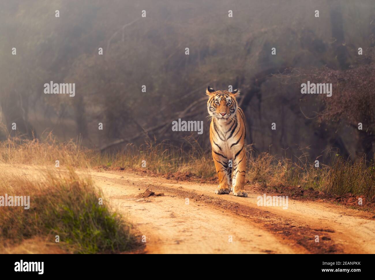Royal Bengal Tiger im Ranthambore National Park, Rajasthan, Indien, Asien Stockfoto