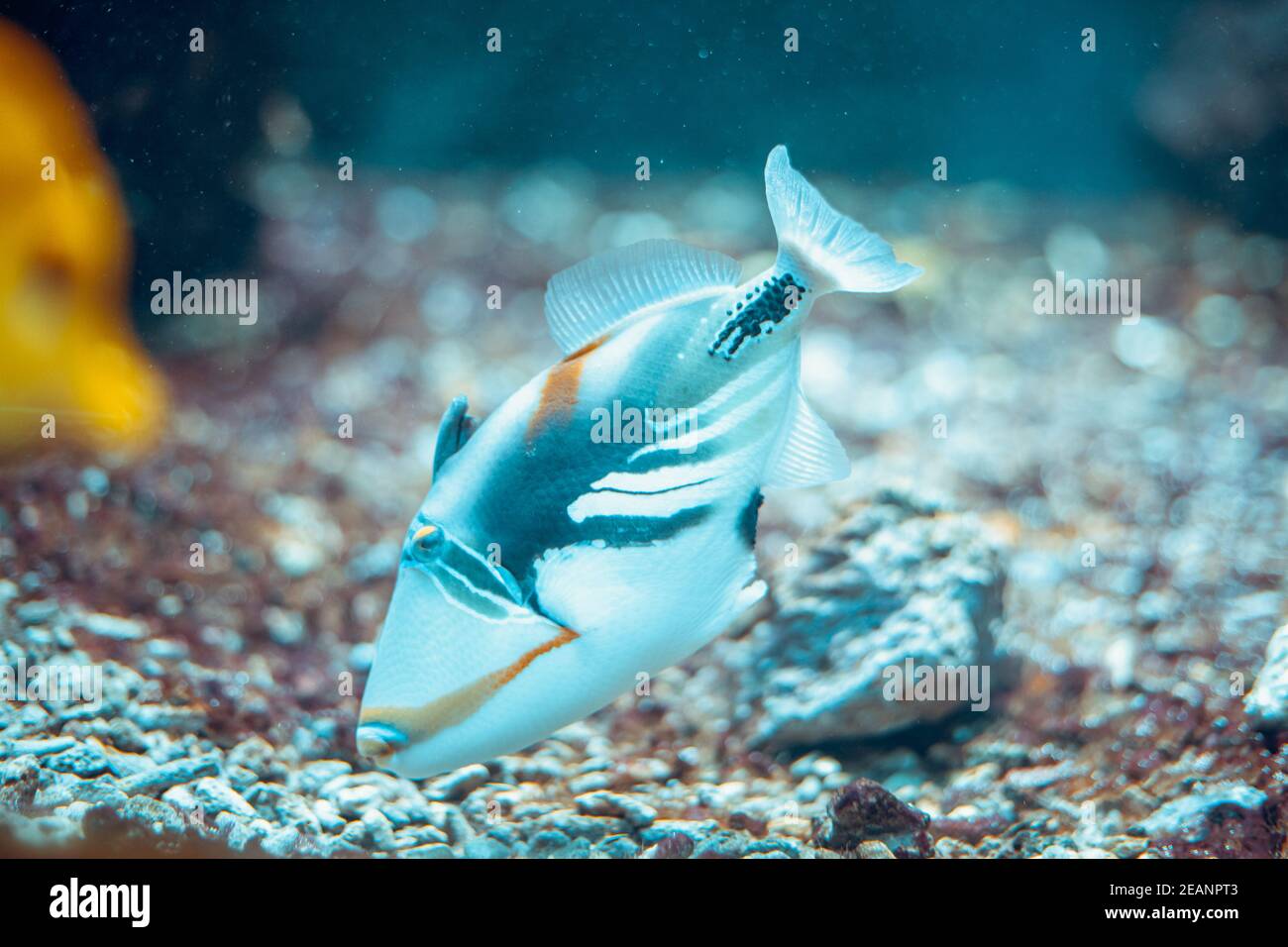 Bunte Fische im Aquarium im Zoo Stockfoto