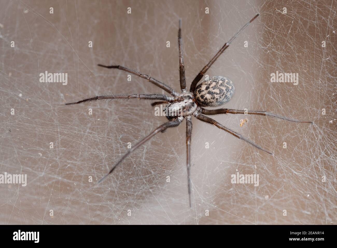 Spinne in der Liocranidae Familie im Web Stockfoto