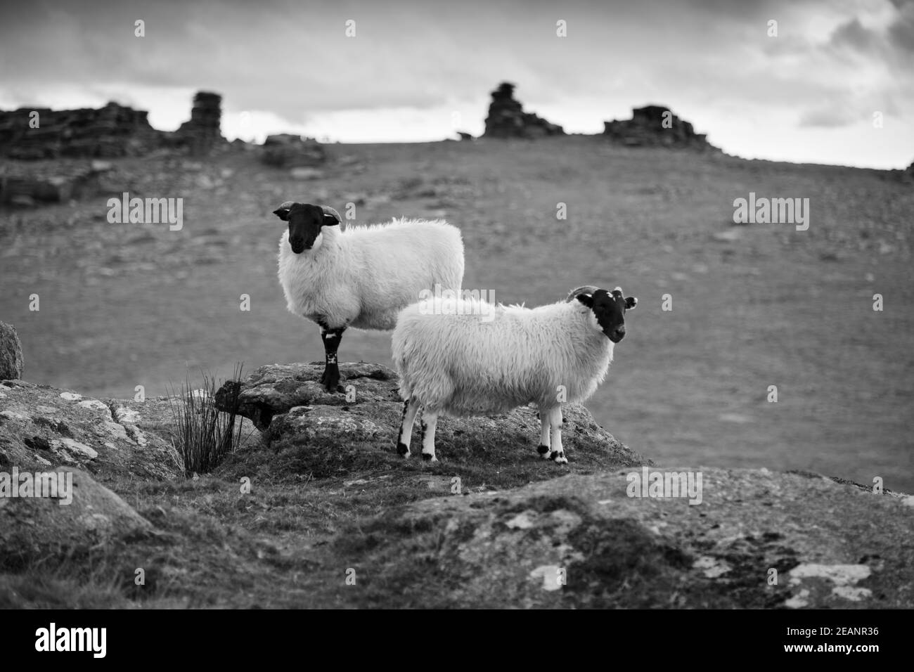 Zwei weiße Schafe unter Staple Tor in der Nähe von Merrivale, Dartmoor National Park, Devon, England, Großbritannien, Europa Stockfoto