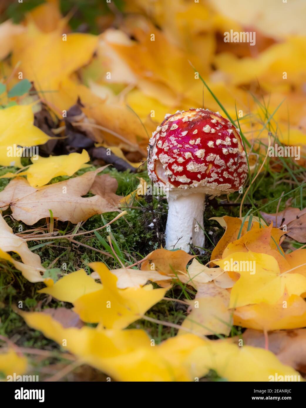 Rote Fliege Agaric Musrooms Stockfoto
