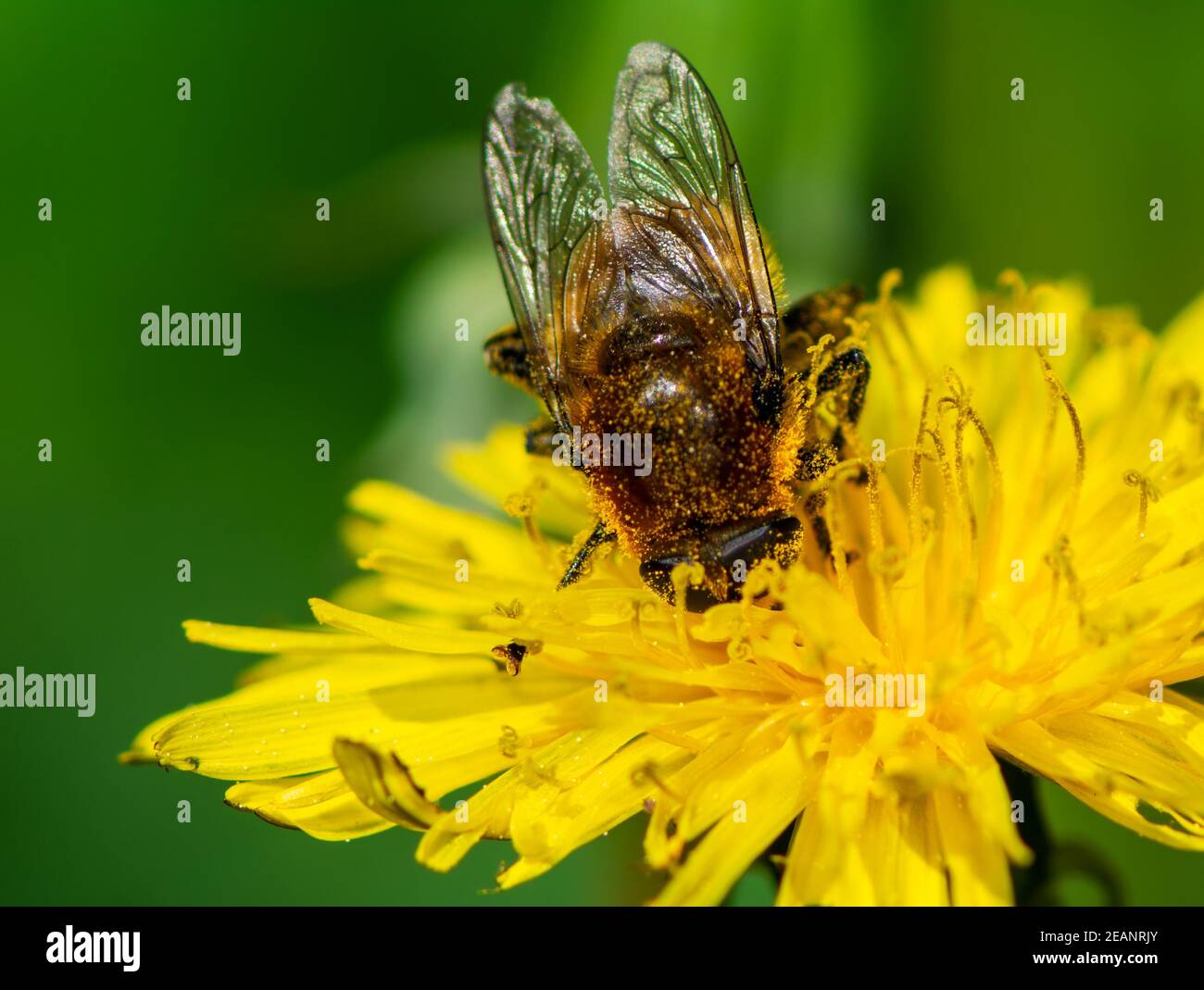 Bienenbestäubung auf einer Löwenzahn Blüte Stockfoto