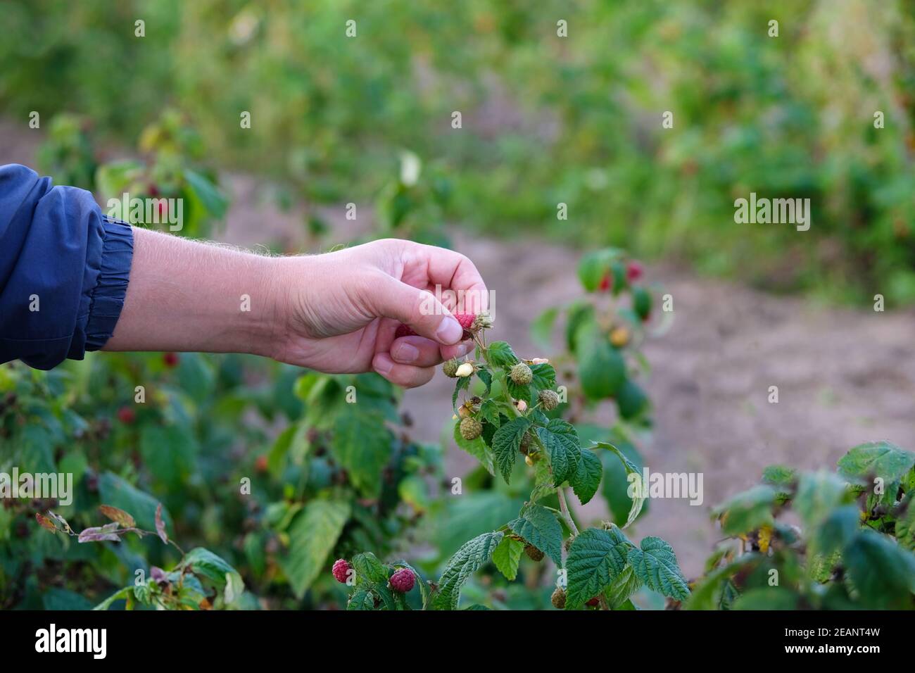 Hände pflücken süße Himbeere. Beerenernte in der Herbstsaison, Saisonarbeiter in Arbeit auf Himbeerplantage. Stockfoto