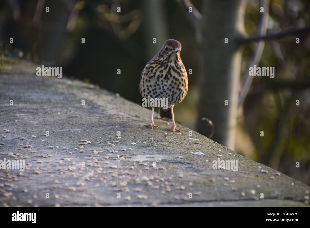 Alert Song Soor kommen, um an einem Wintermorgen zu füttern Stockfoto