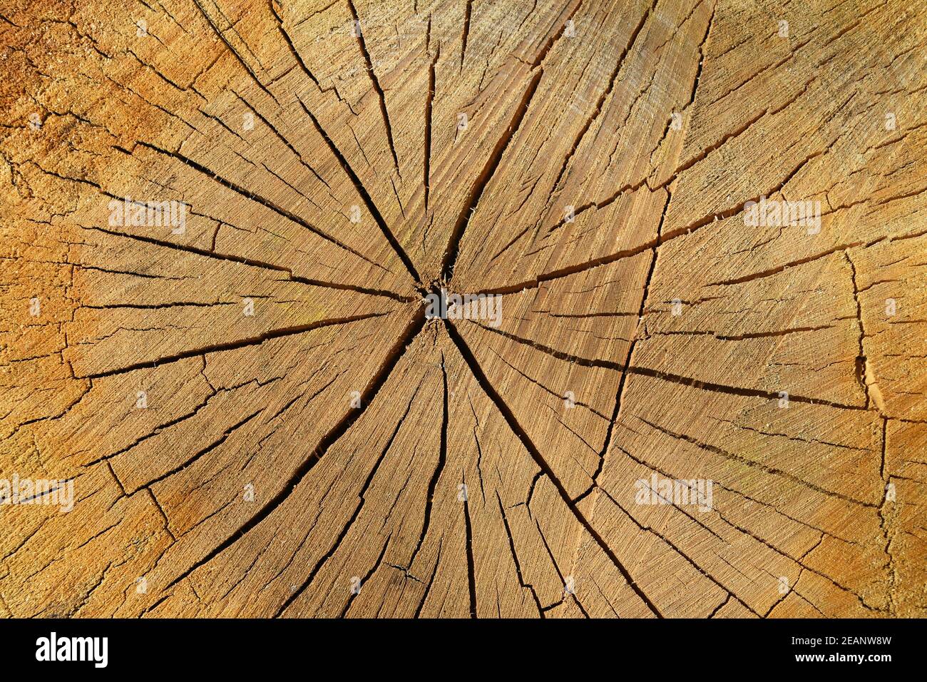 Hintergrund des Querschnitts des alten Baumstammes Stockfoto