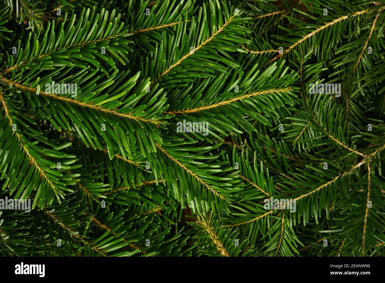 Nahaufnahme Hintergrund der frischen grünen Fichtenzweige Stockfoto